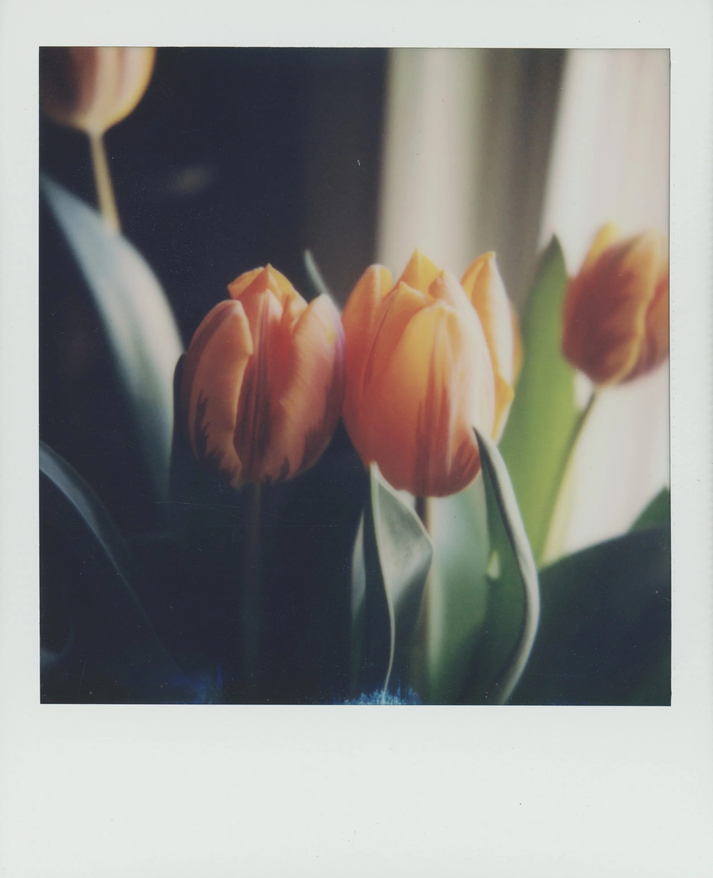 Tulip 4.jpg