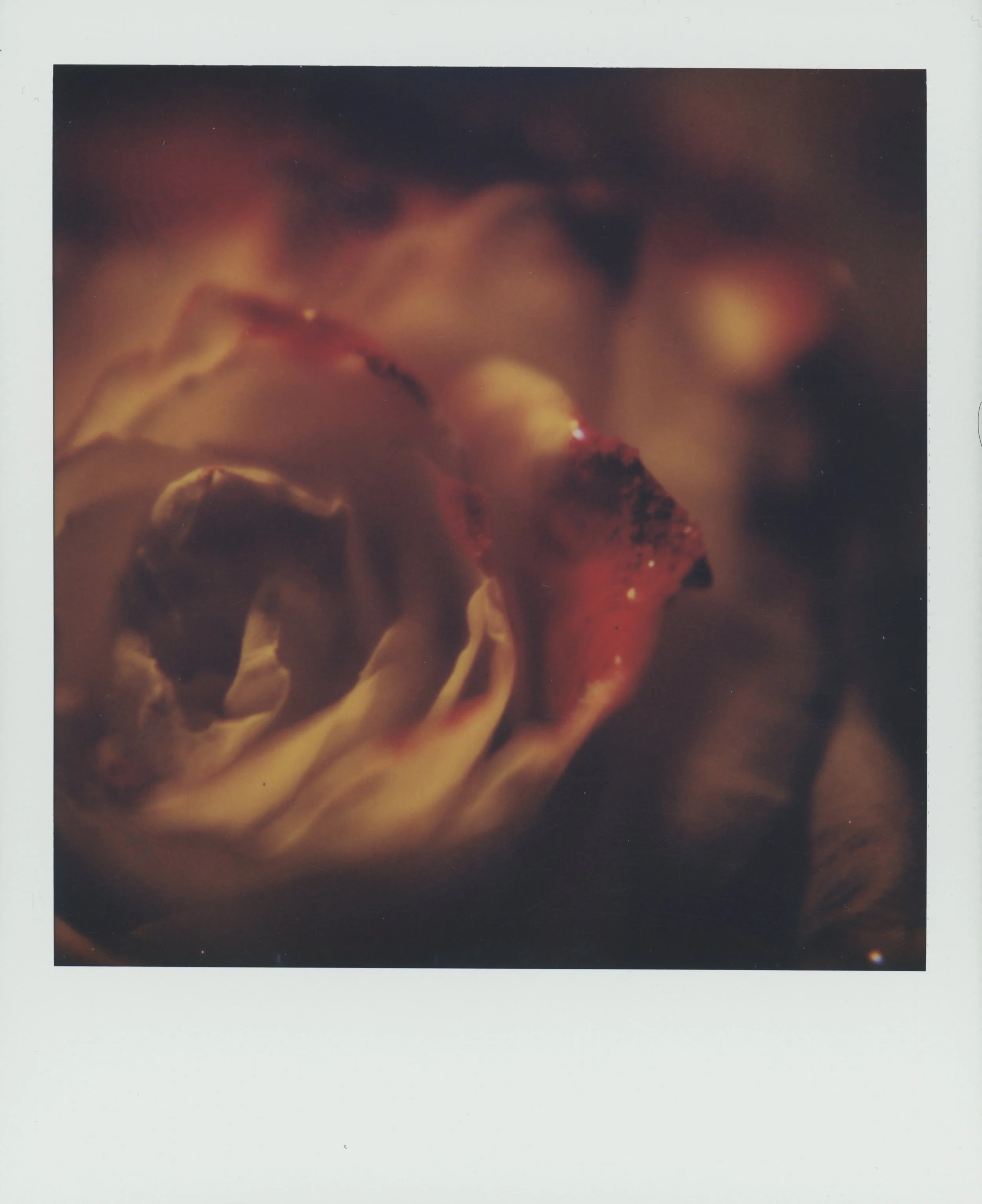 Flower 2.jpg