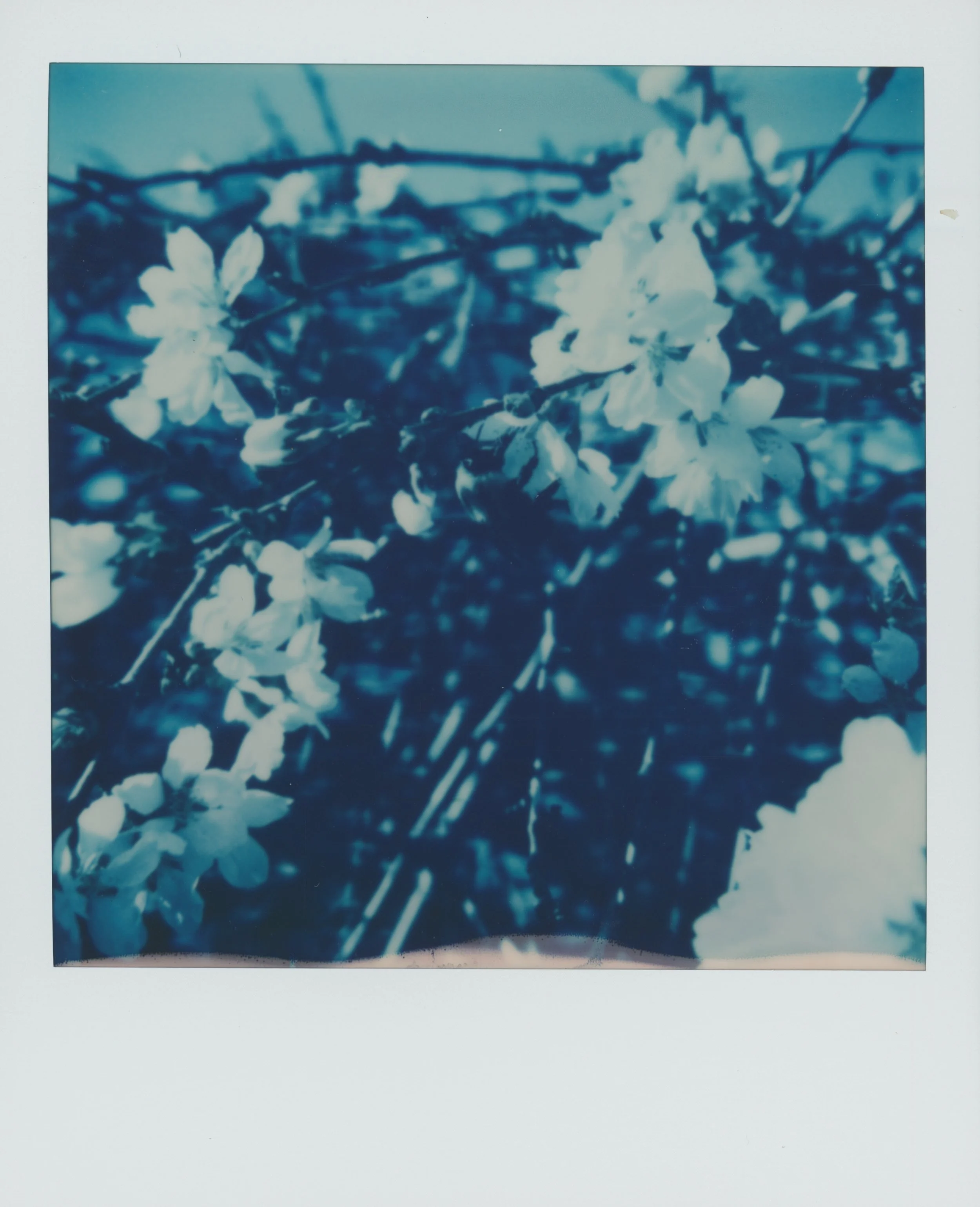 Blue 5.jpg
