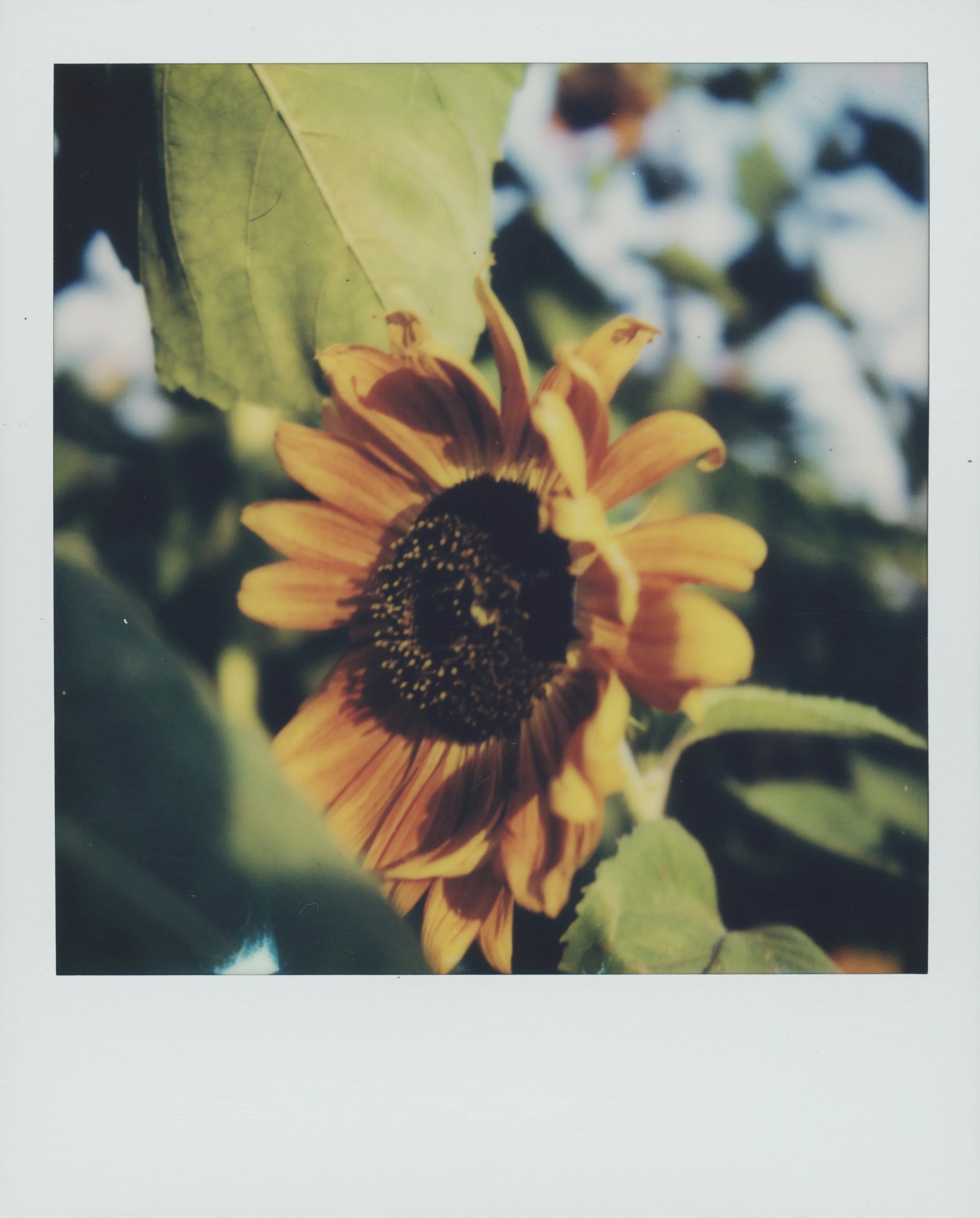 sunflower 1 1.jpg