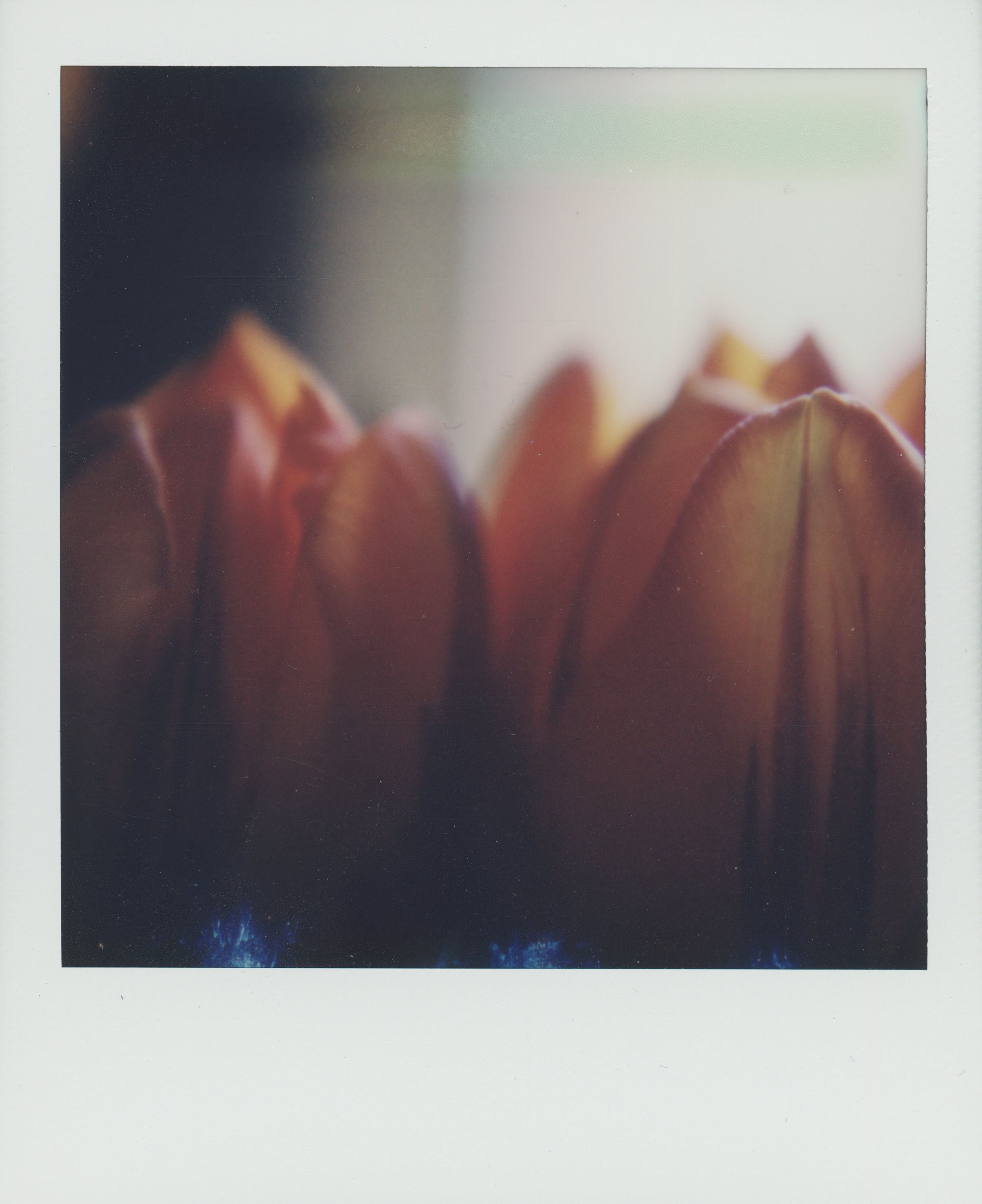 Tulip 1.jpg
