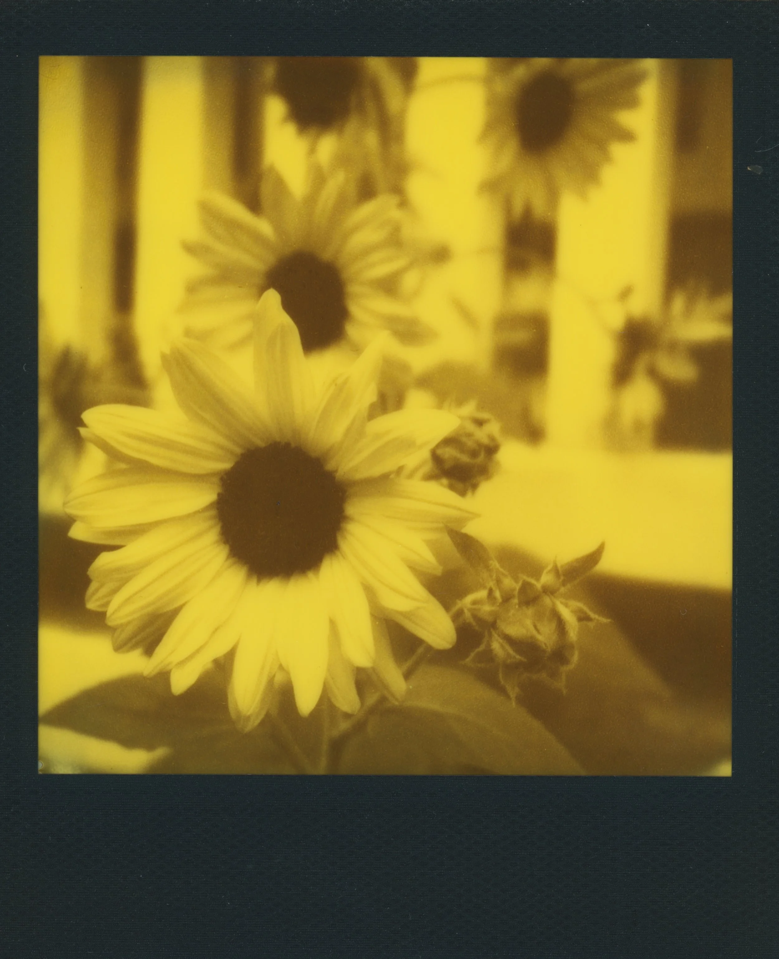 sunflower yellow 1 4.jpg