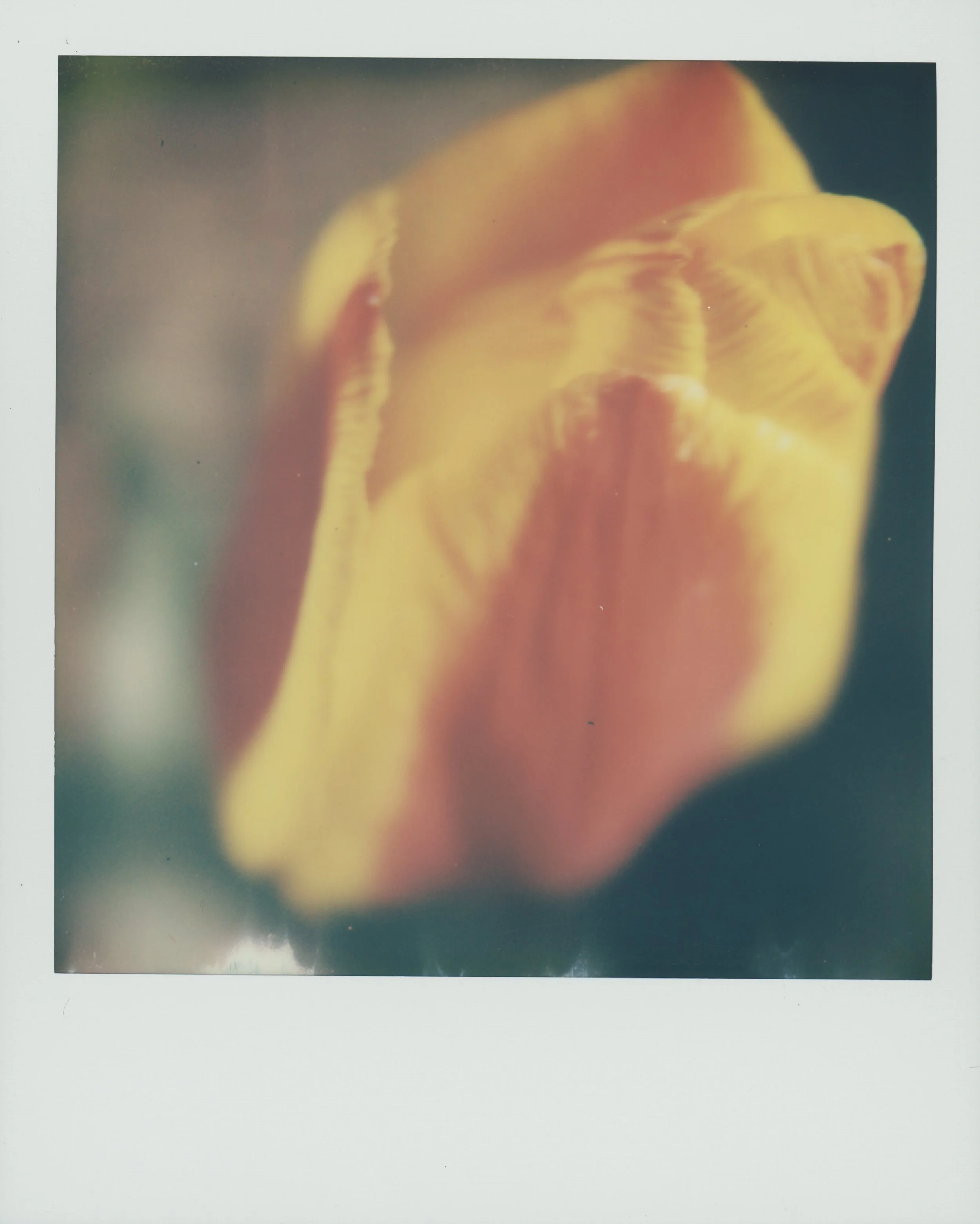 cherry 1 15.jpg
