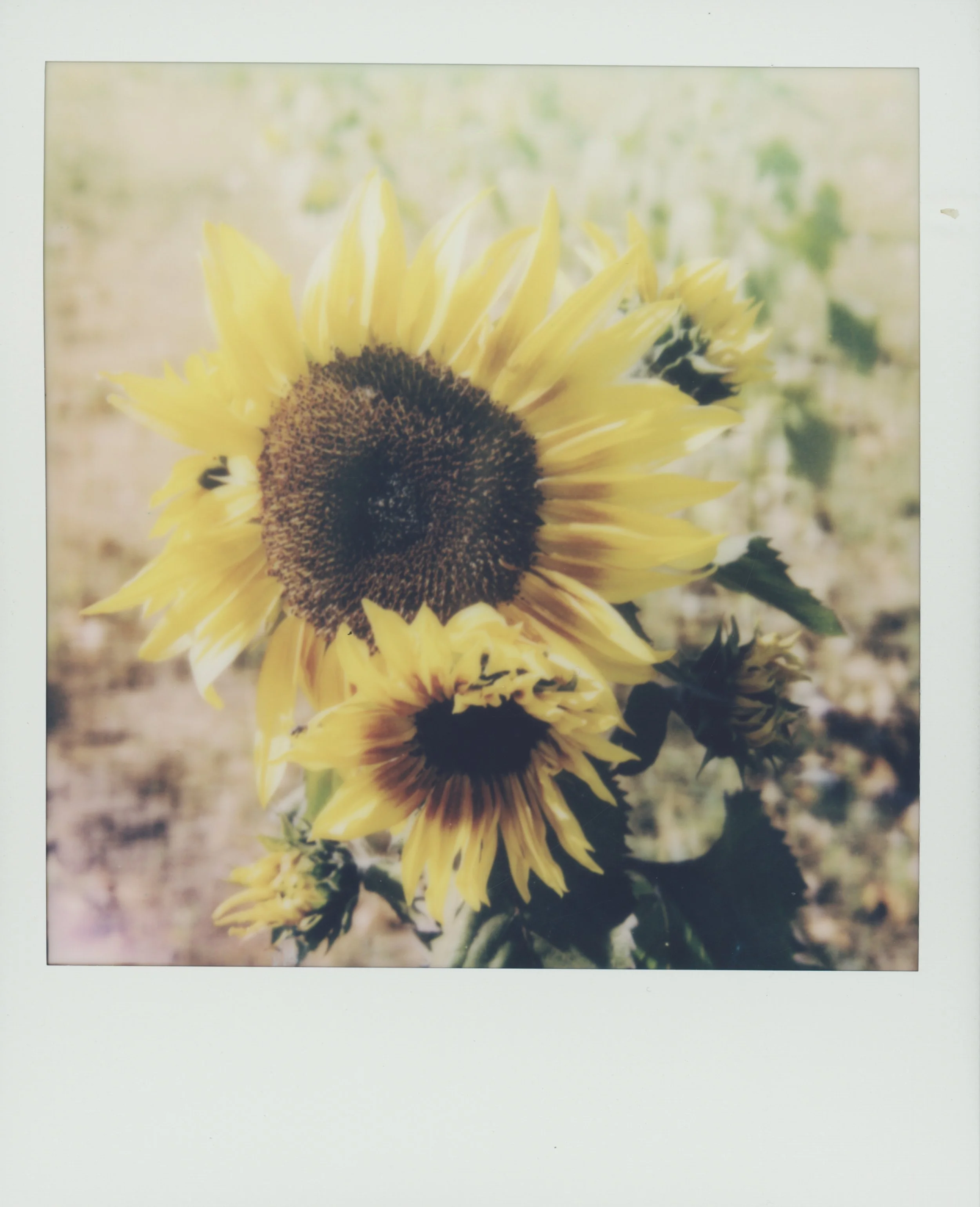 sunflower 1 .jpg