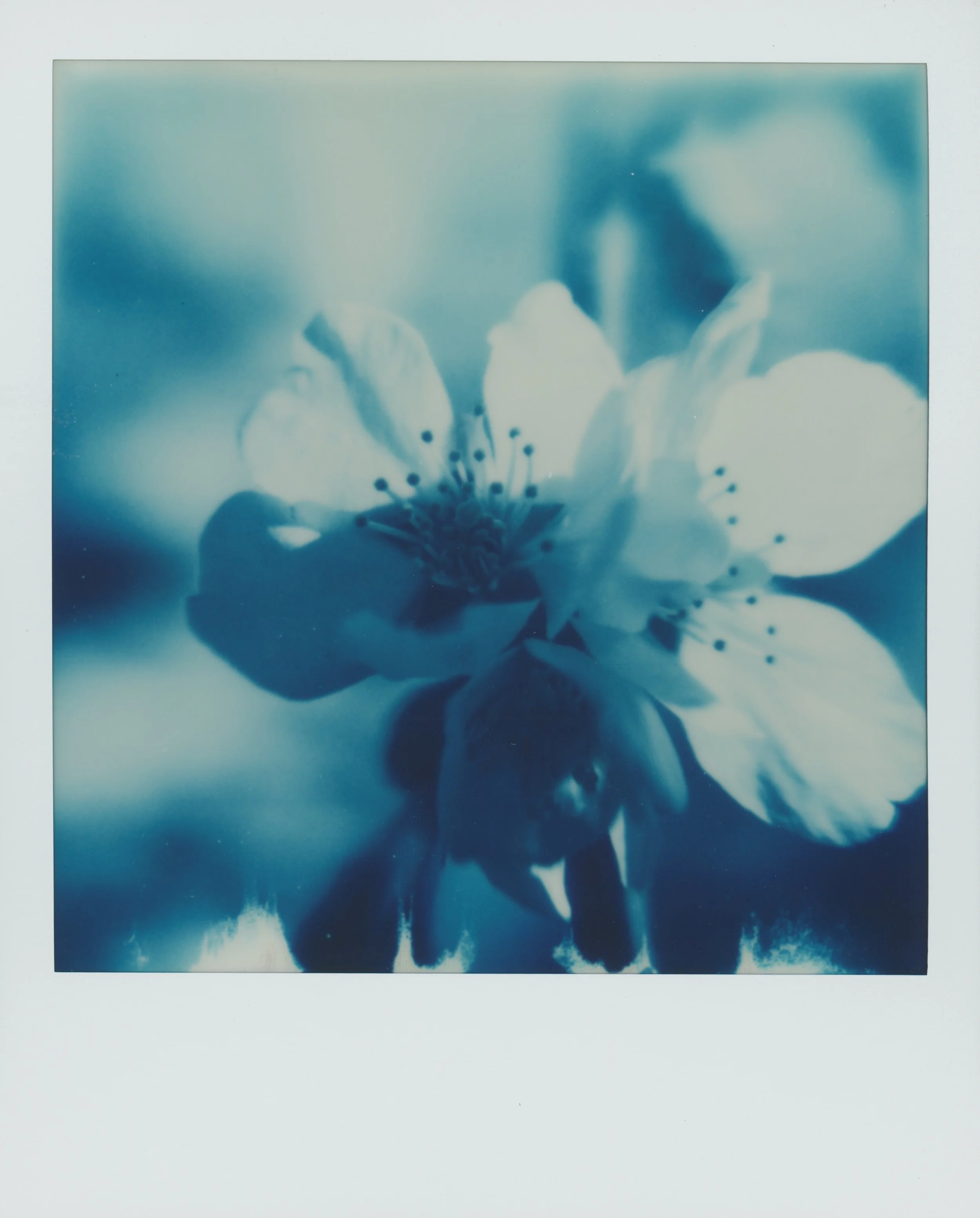 Blue flower 2.jpg