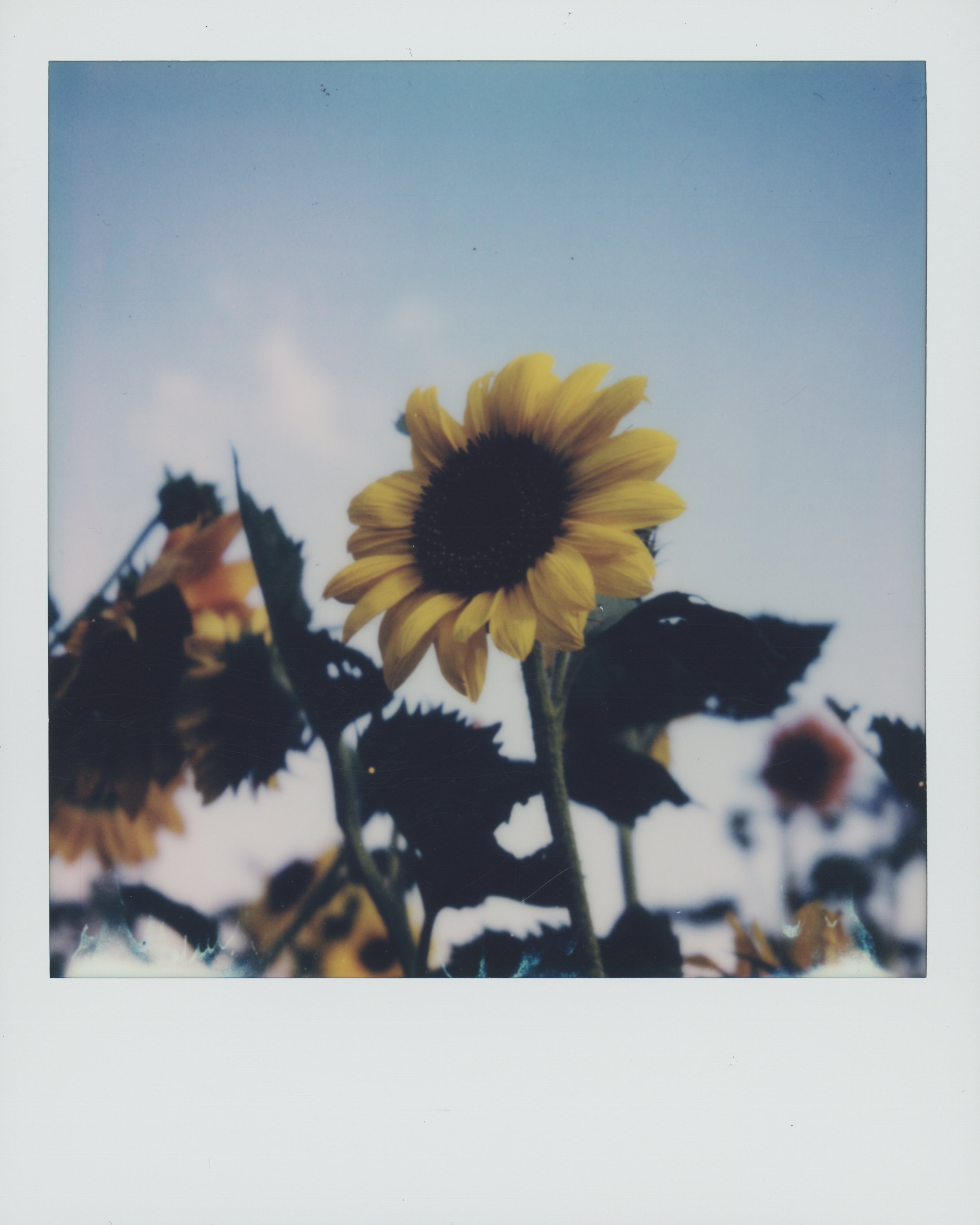 sunflower 1 3.jpg