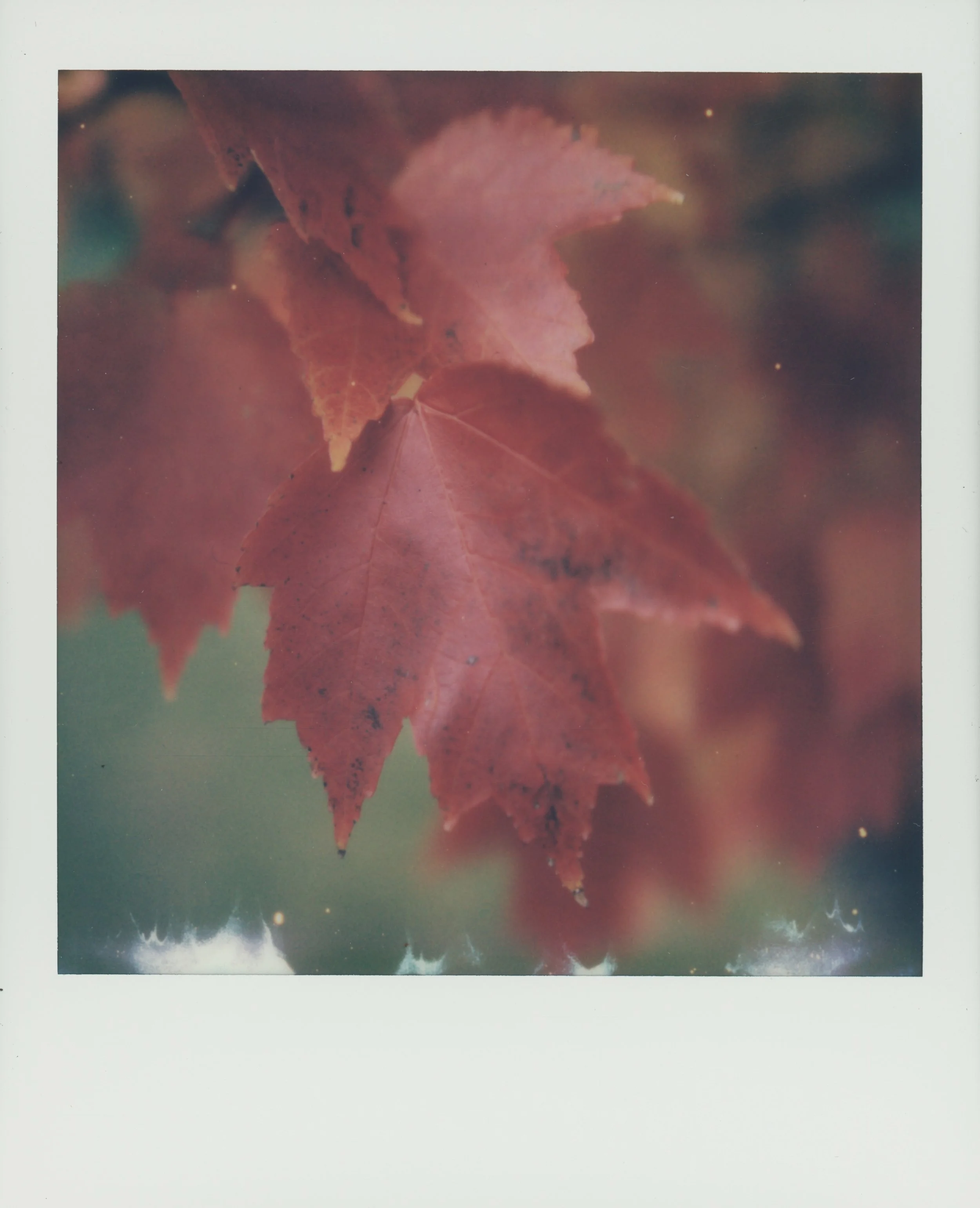 Leaf 2.jpg