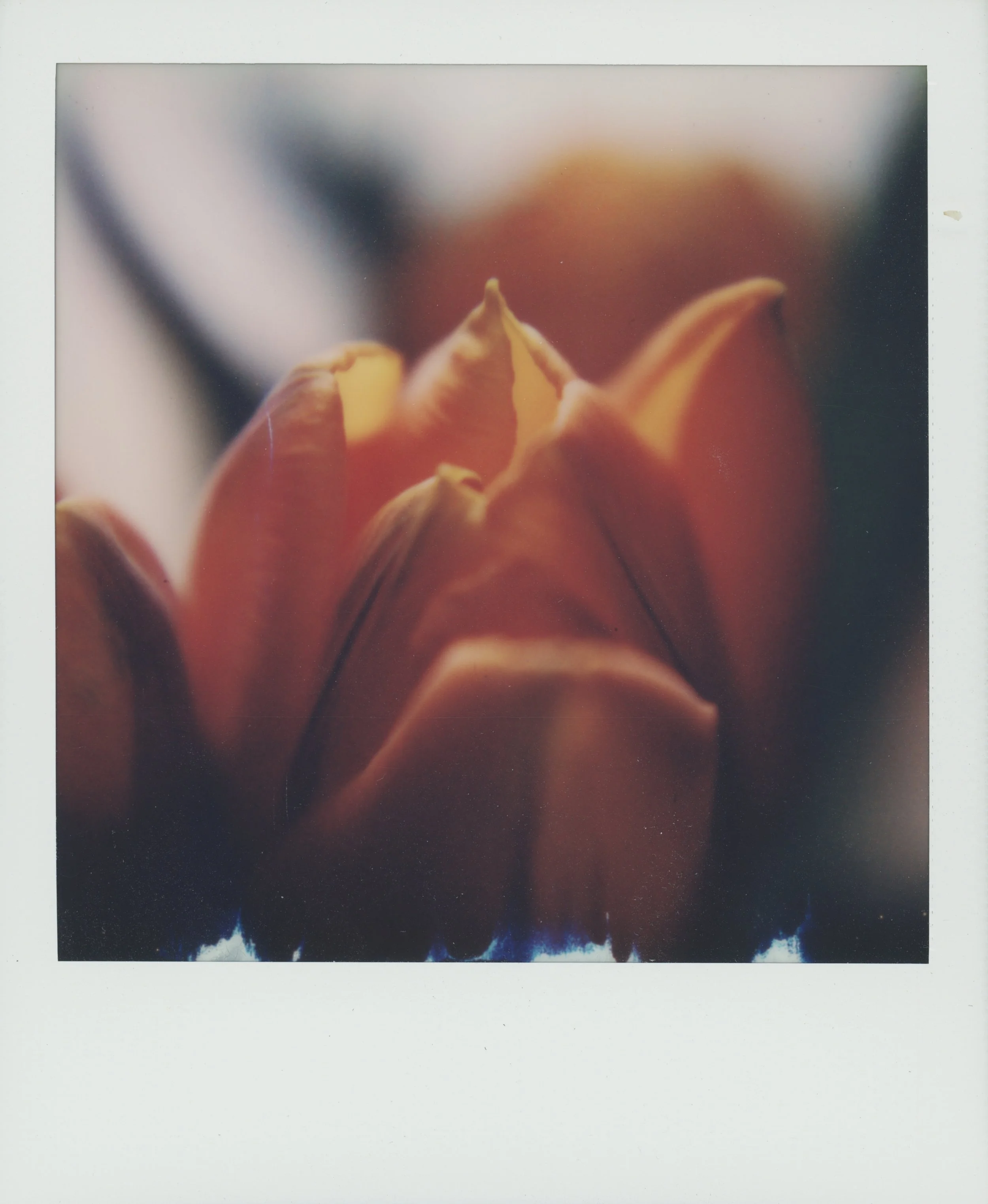 Tulip 3.jpg
