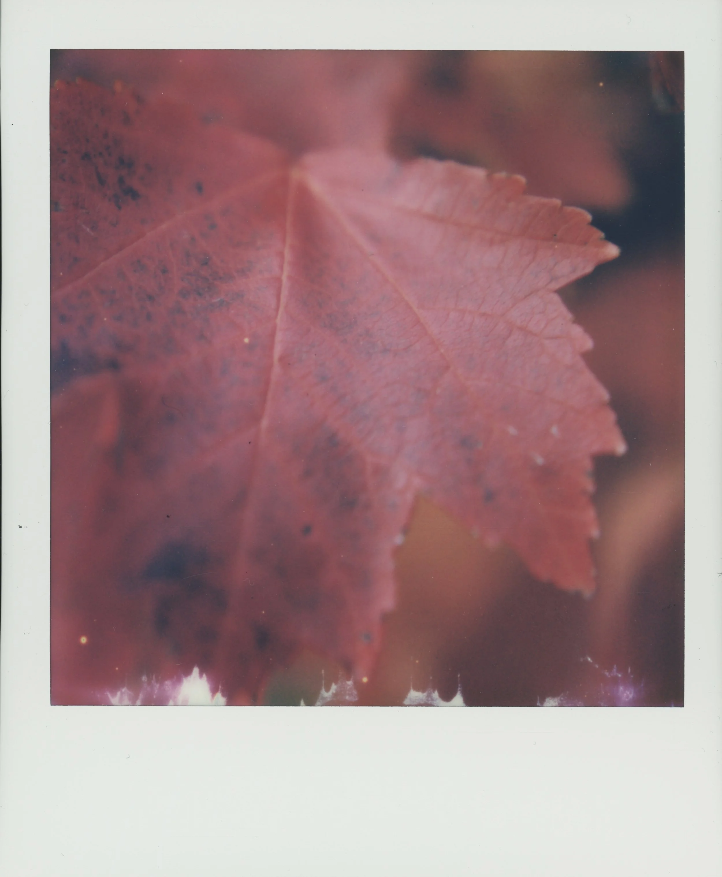 Leaf 1.jpg
