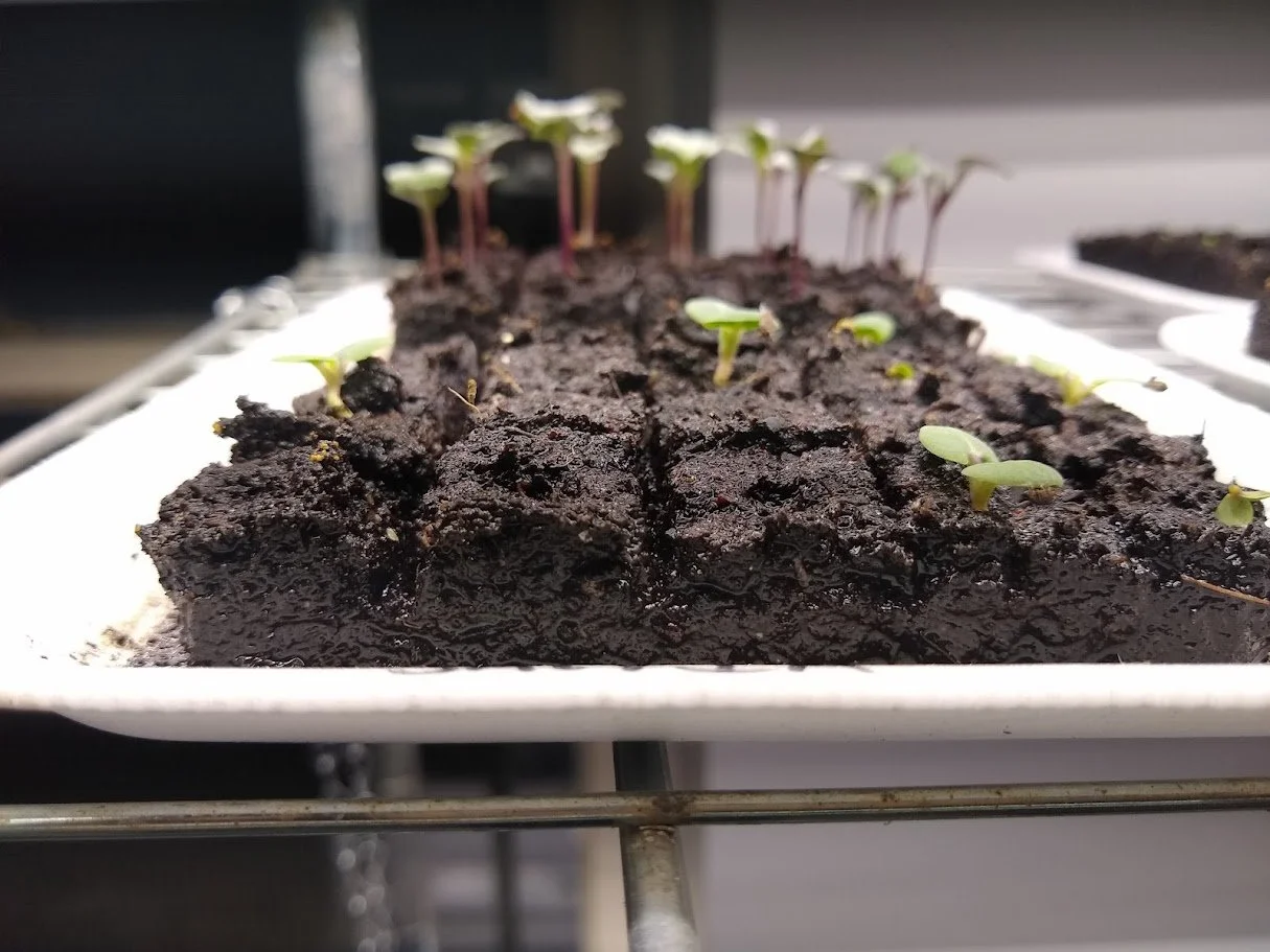 Vegetable Seedlings 2.jpg