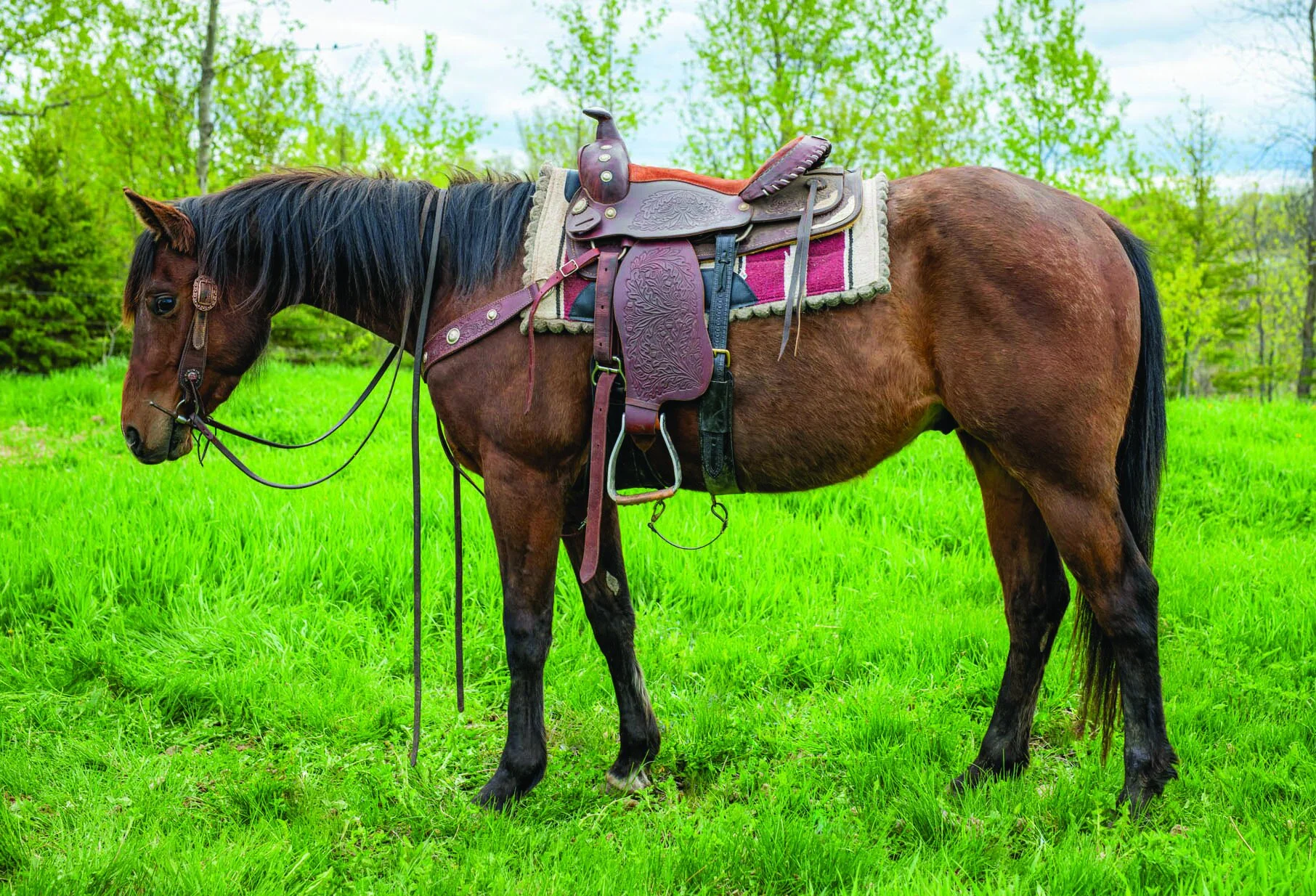 Gallery — Montana Horse Progress Days