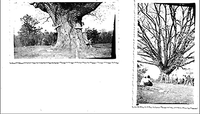 Photos of the Spencer Oak