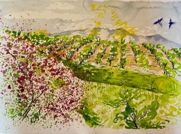 Printemps dans les Vignes avec les Oiseau Bleus - Capestang, France
April 2022
14"H x 20"W
Original Watercolor on paper
$250 unframed (framing available on request)