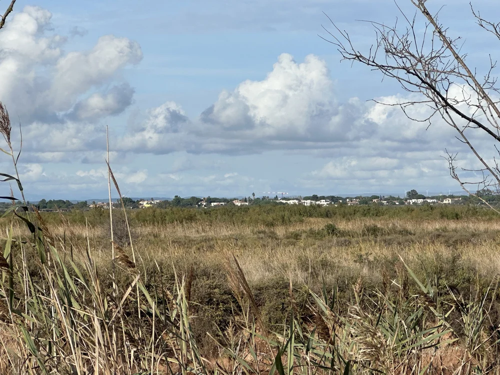 Field a Mougeres.jpg