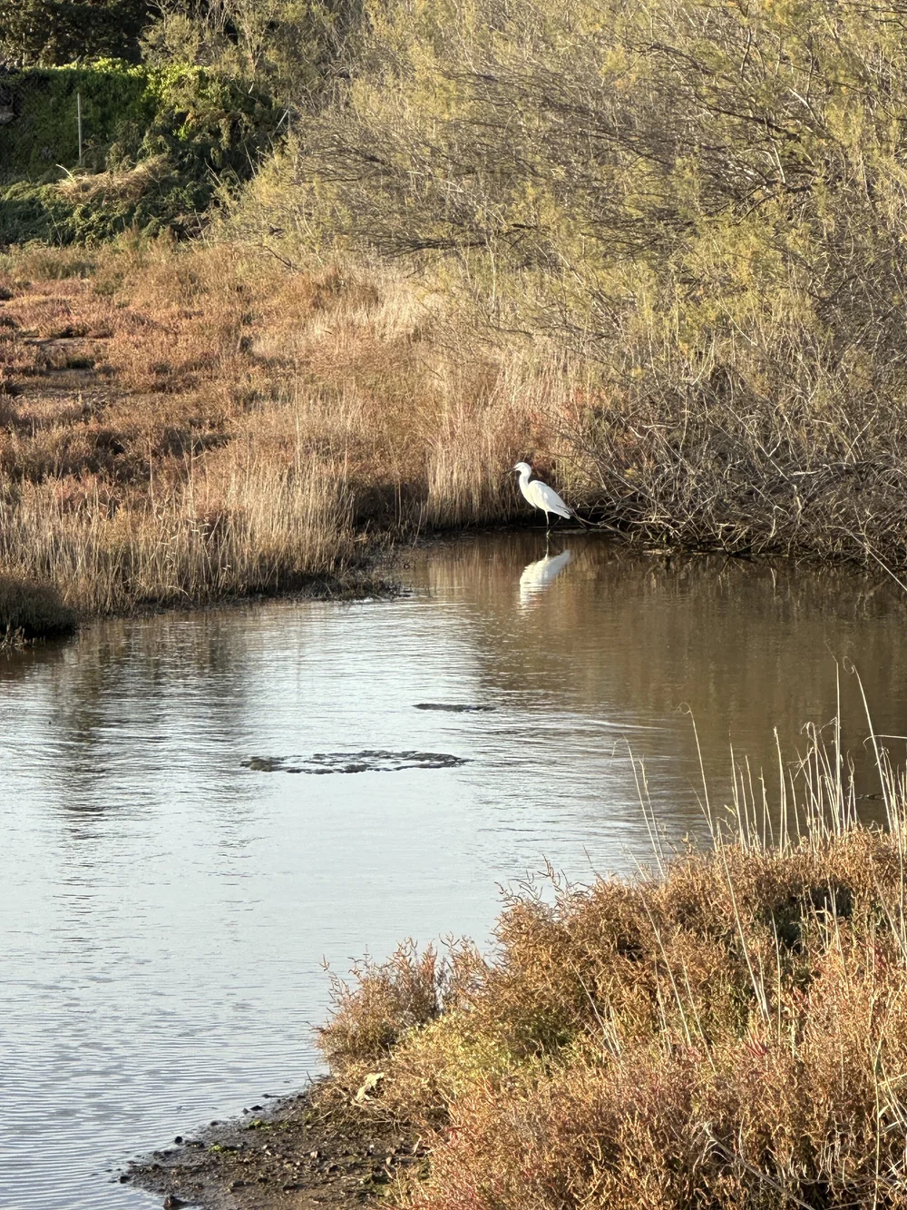 Egret a Marseillan.jpg