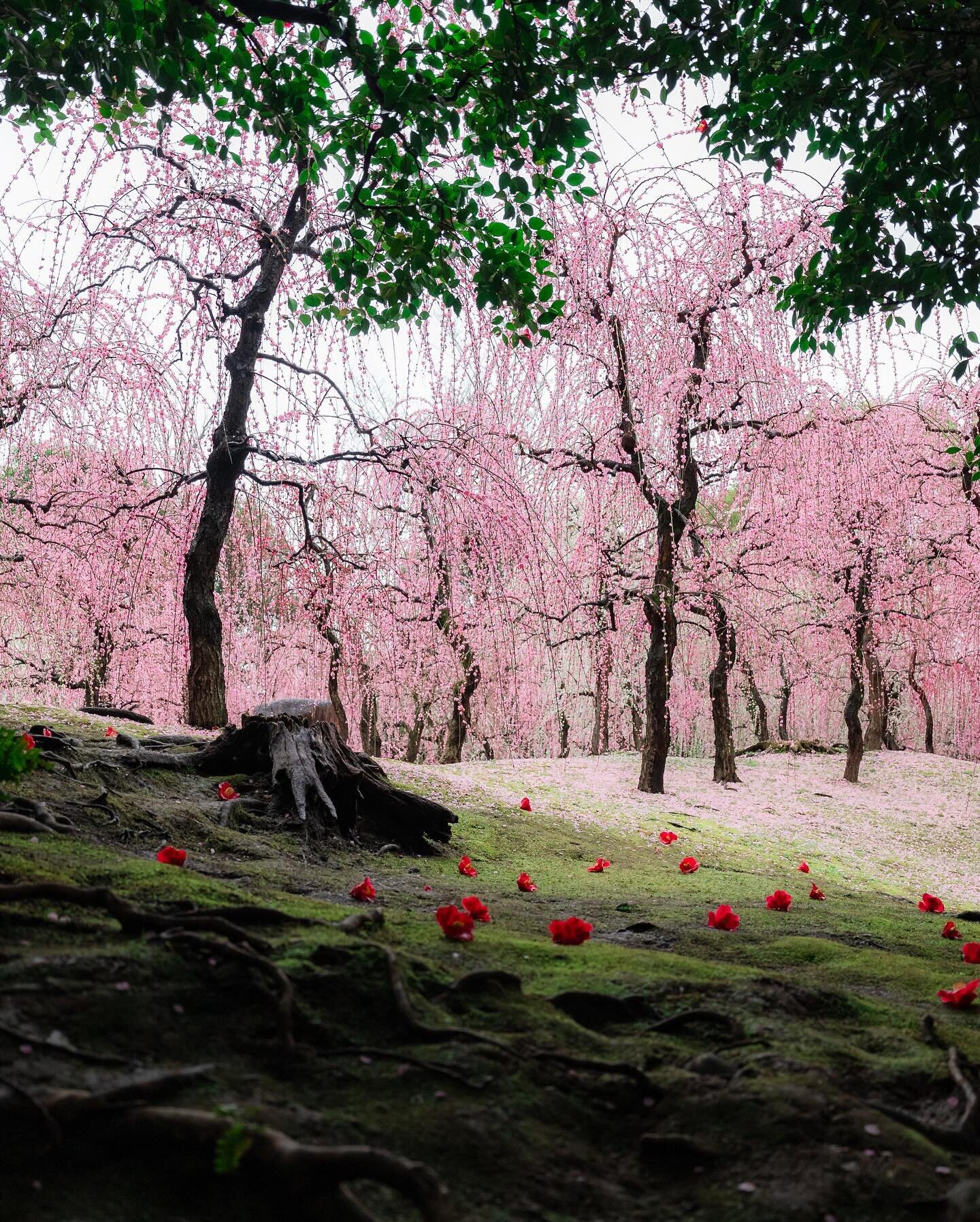 I first visited this spot last year during cherry blossom season, expecting to frolic under rows of weeping Sakura&hellip; and there was not a flower in sight 😂 Turns out it blooms weeks before the usual cherry blossoms and I was far too late! It wa