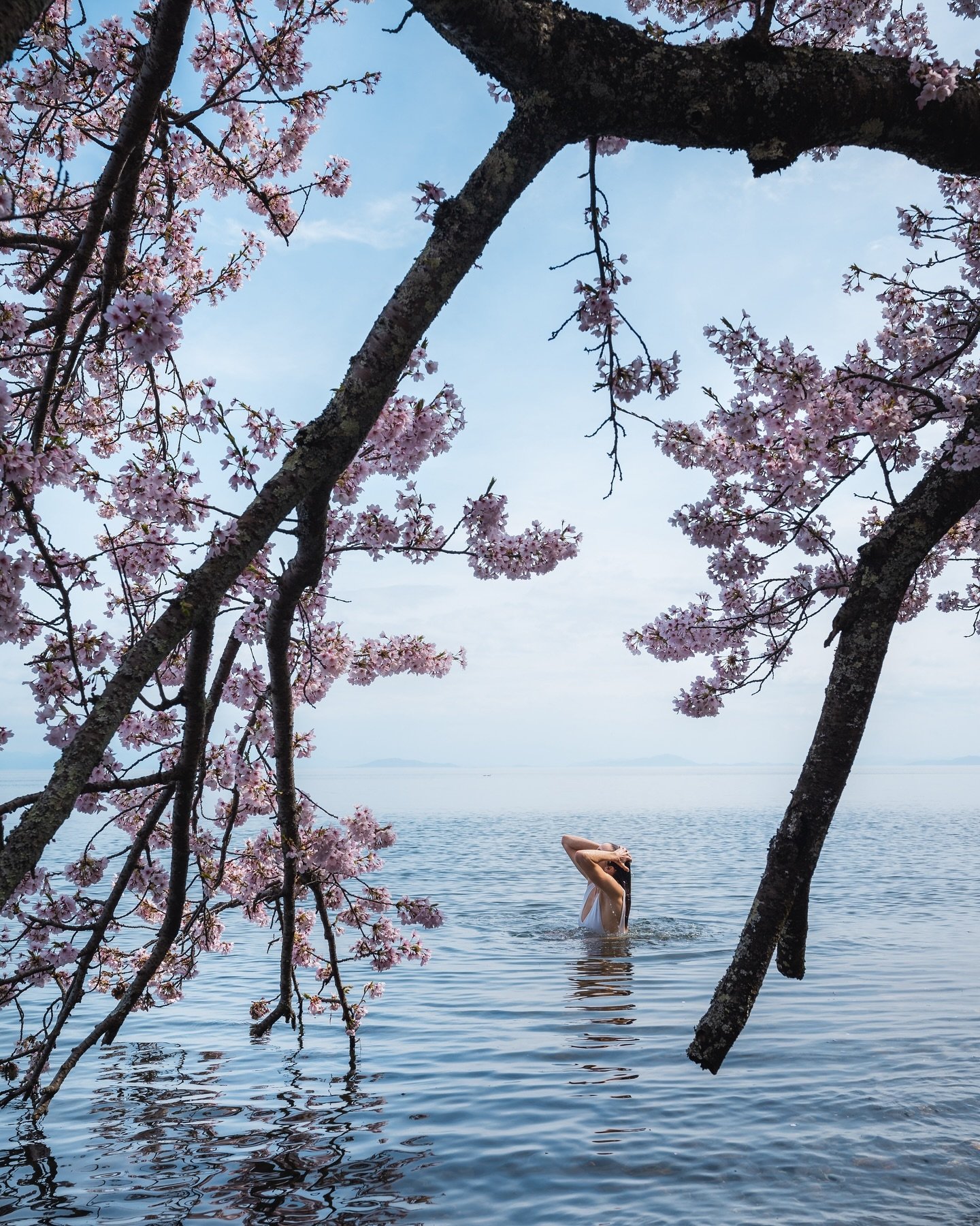 🌸 I never thought I&rsquo;d get the chance to swim under the cherry blossoms! Originally I wanted to come here to paddle board but as soon as I realised that it would look cool if I went for a dip, I knew that unfortunately, I had to do it 😂 It was