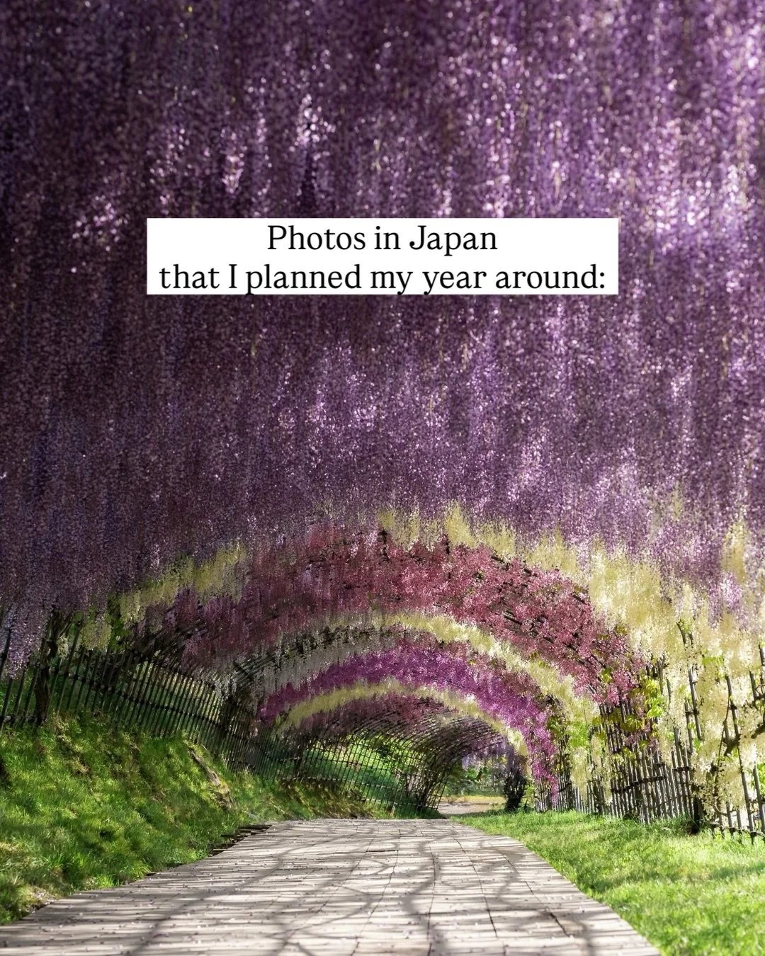 The best (and sometimes worst) part about Japan having such distinct seasons means that for every location I visit, I pretty much always add a new place to my list cuz I&rsquo;ll inevitably discover that a certain kinda flower blooms there or somethi