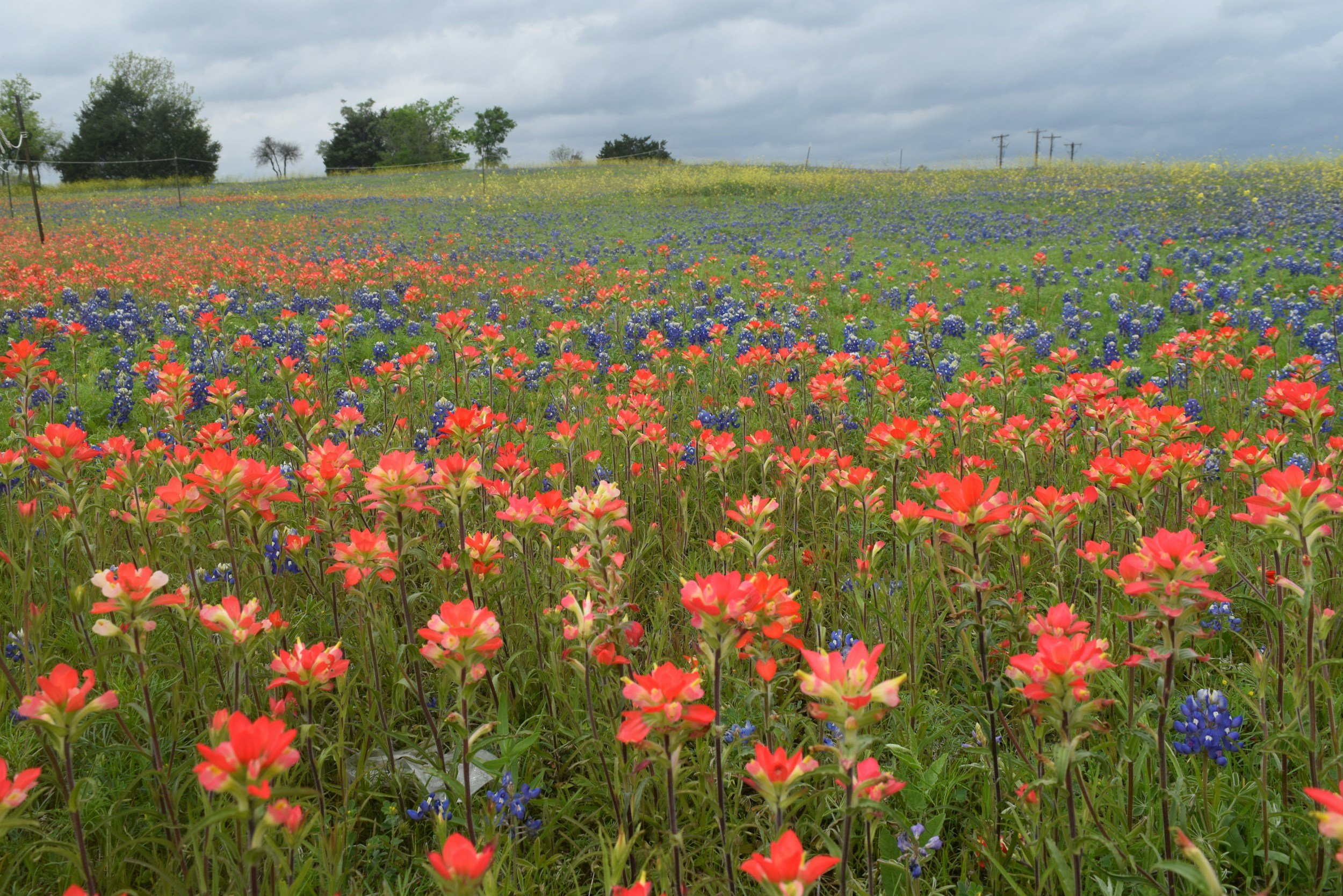 Wildflower field in Austin, Texas near Round Rock where Austin Anxiety and OCD Specialists provides anxiety and OCD IOP treatment