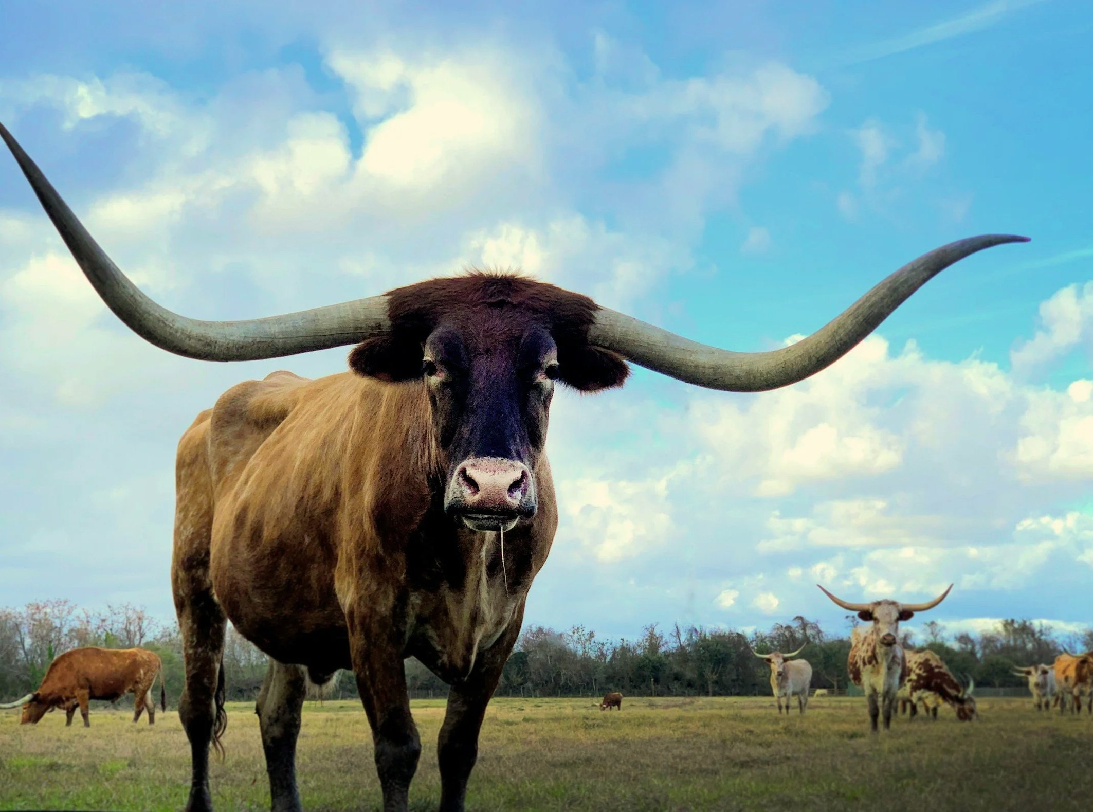 Texas longhorn cattle near Round Rock, Texas where Austin Anxiety and OCD Specialists offers anxiety and OCD intensive outpatient programs