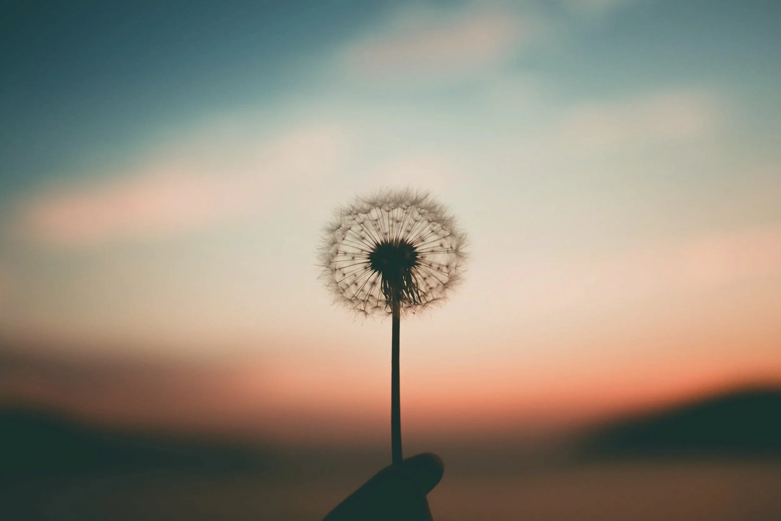 dandelion representing hope and healing from panic attacks