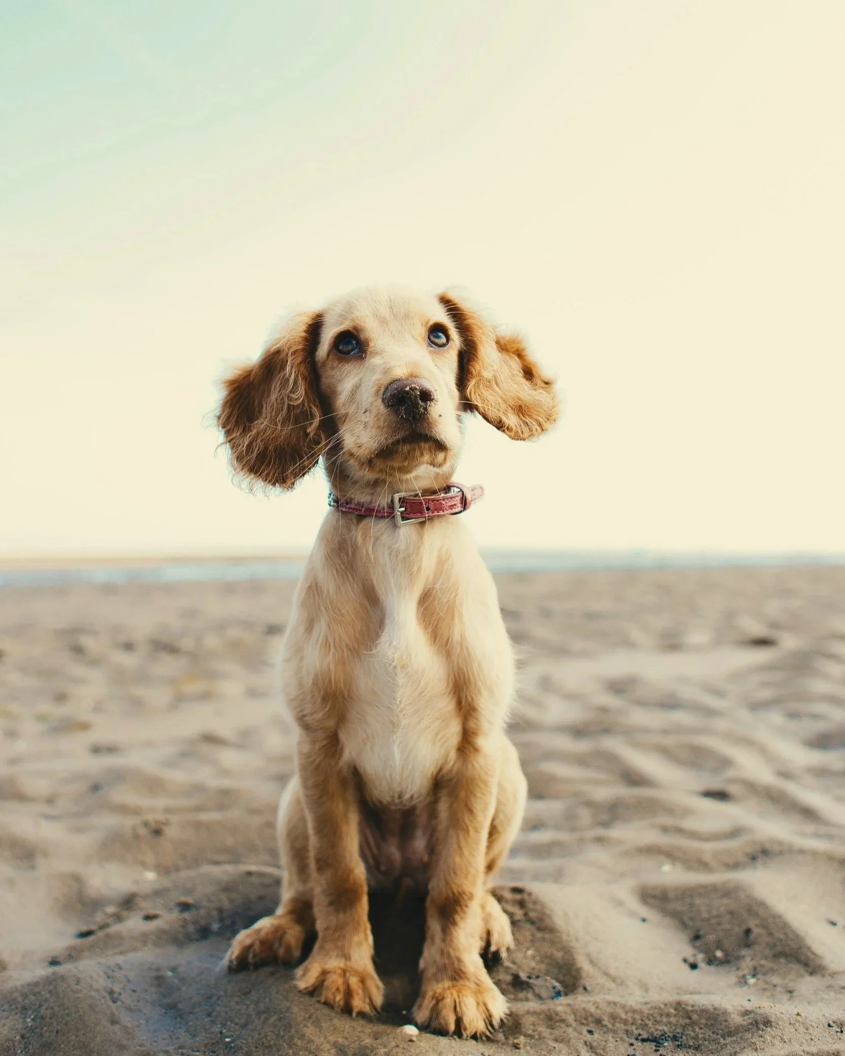 Dog used in exposure therapy for fear of dogs in child anxiety treatment in Austin