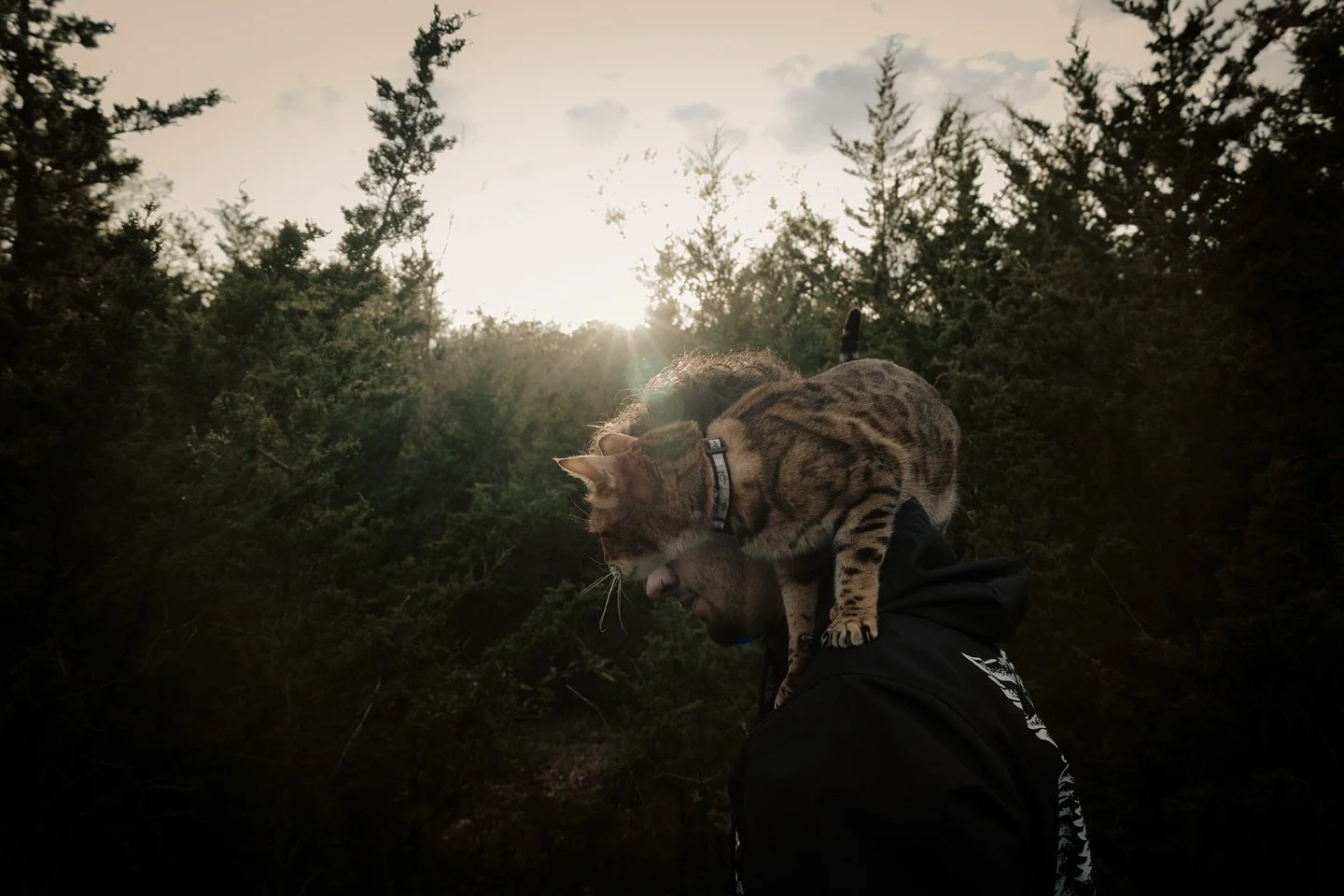 Took Leo out for a little adventure. 

Leo is my 11 year old Bengal cat, he enjoys standing under running water, meowing constantly as loud as possible, and sleeping in the most inconvenient spots of my bed while I sleep. Nonetheless, I love him with