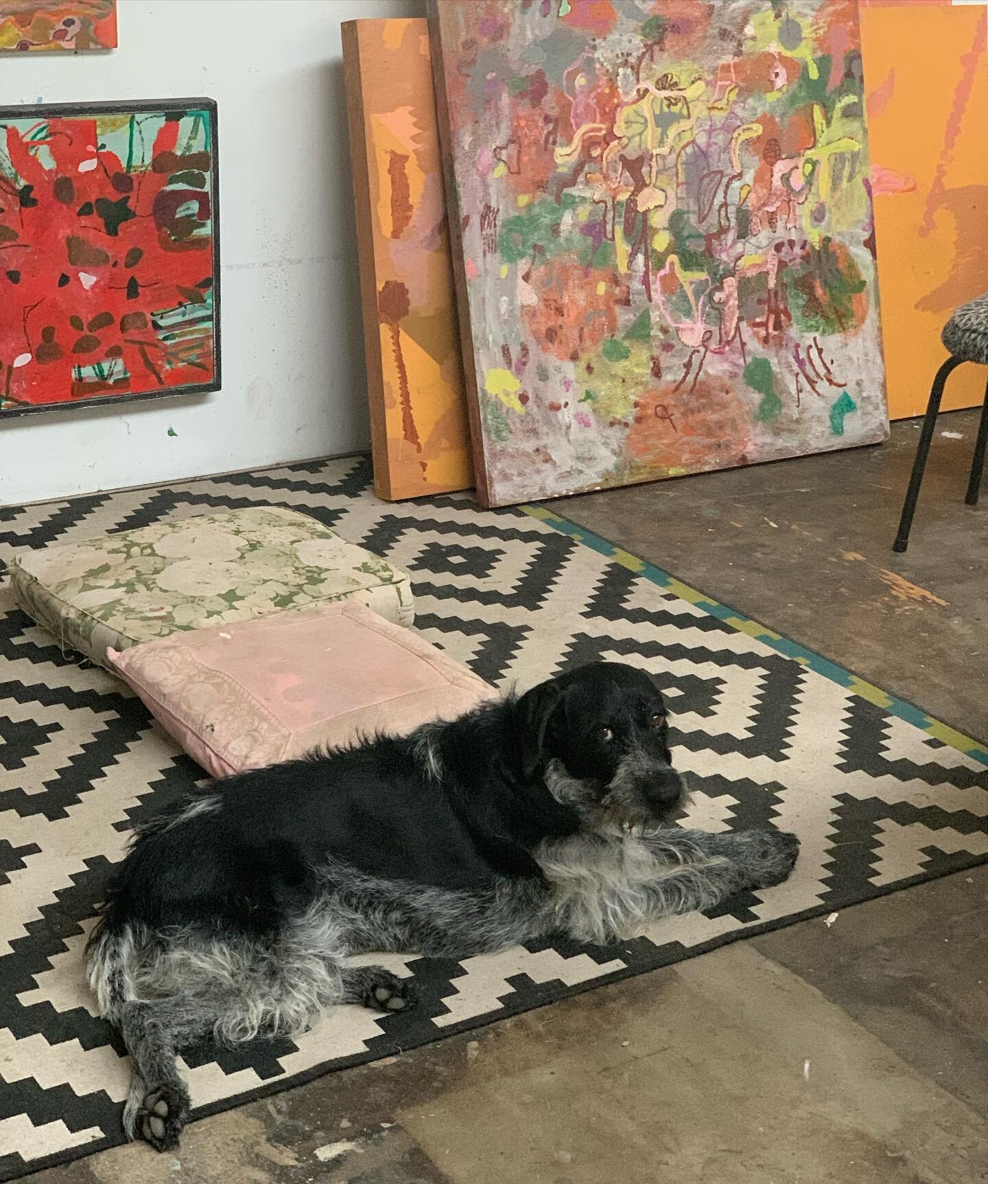 Lovely studio visitor today, sweet Peggy 🖤🤍🖤