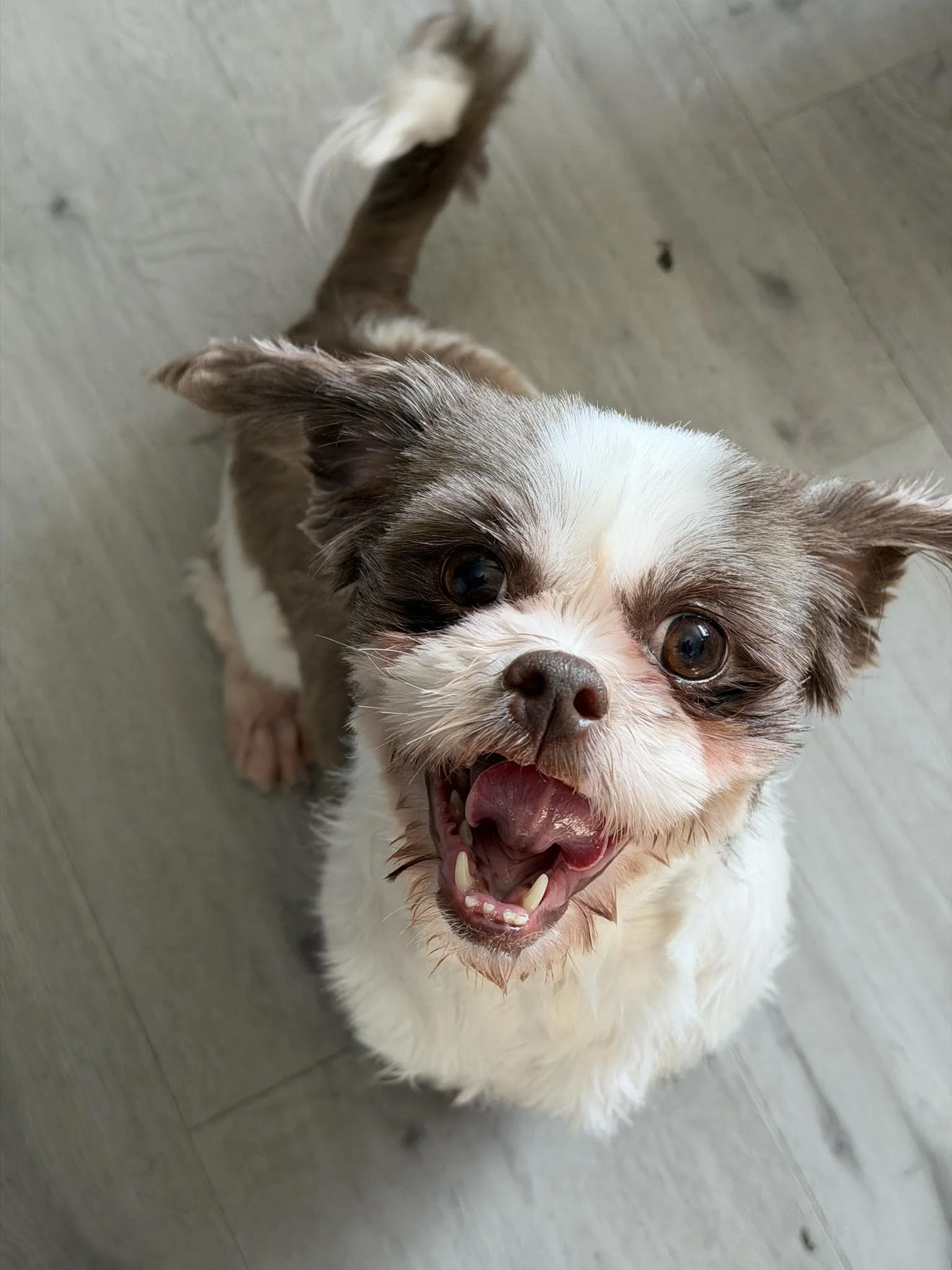 Smiling small dog with brown and white fur looking up at the camera on a wooden floor.