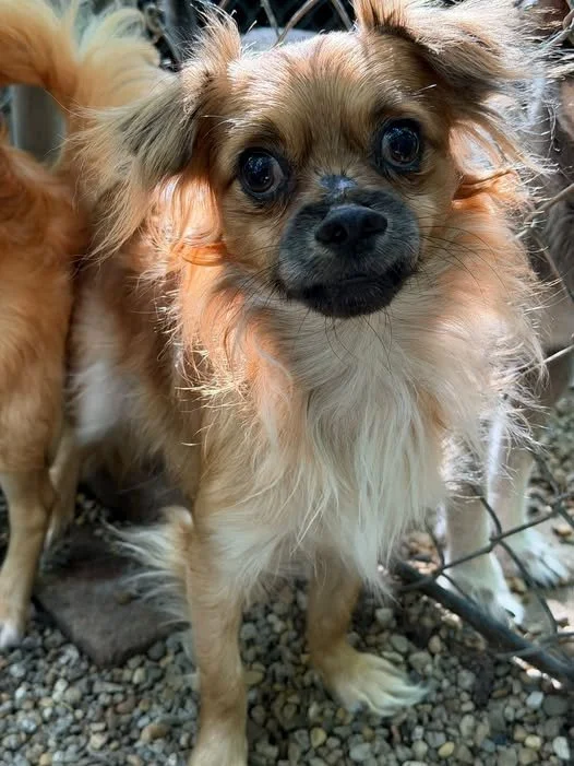 Benji