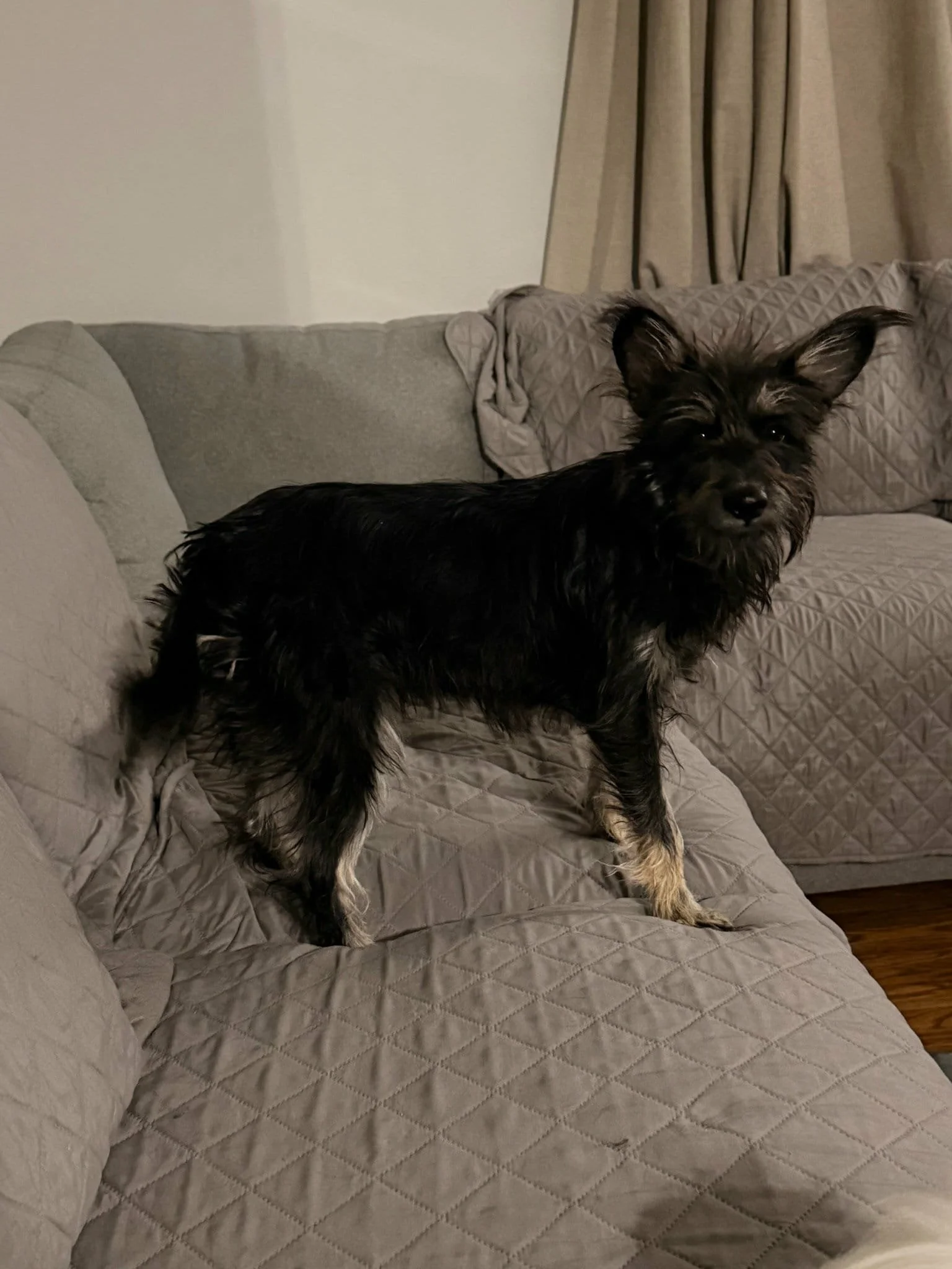 Small black and tan dog standing on a beige quilted couch in a living room.