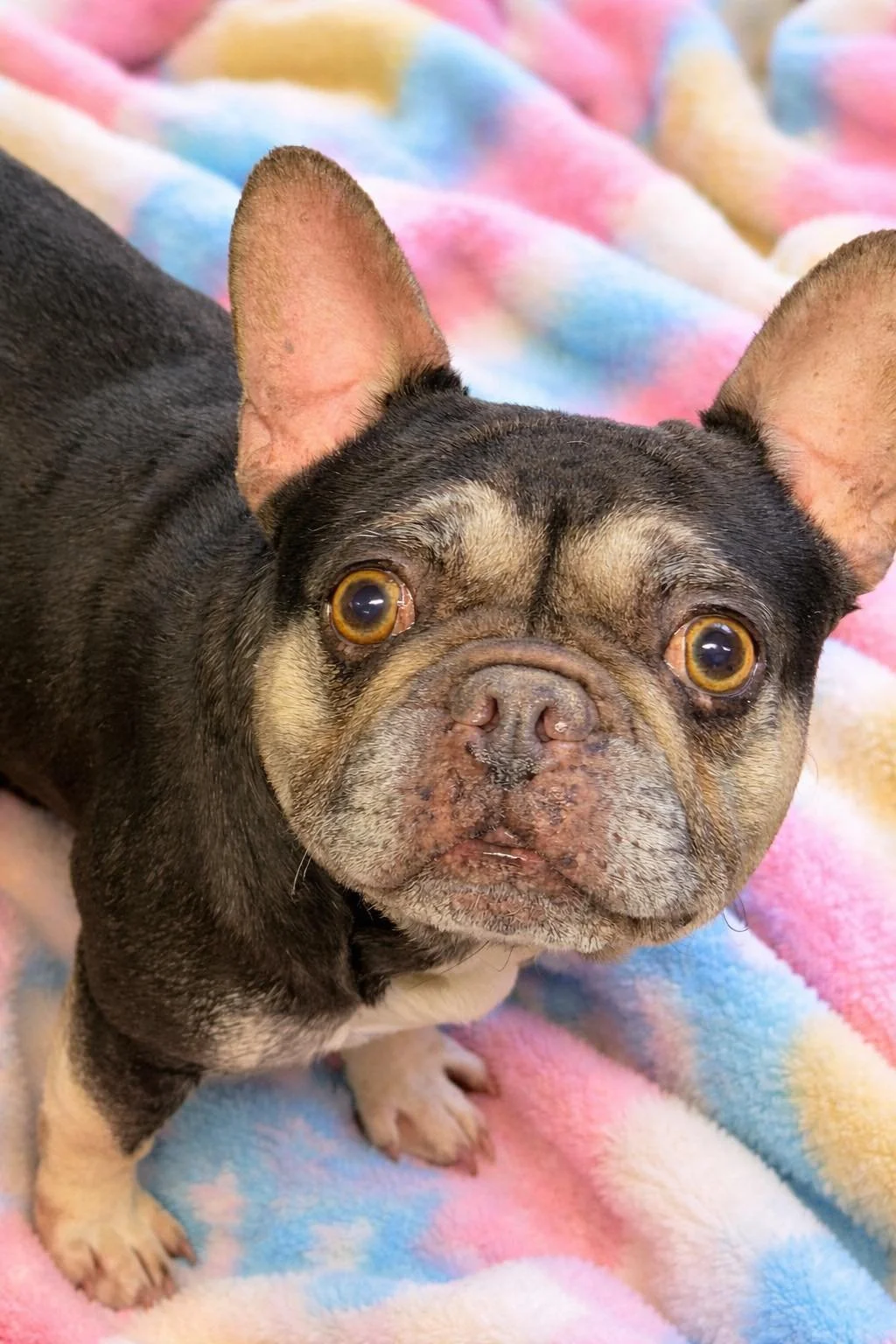 Close-up of a french bulldog with a brindle coat and large, expressive eyes, lying on a colorful, pastel-striped blanket.