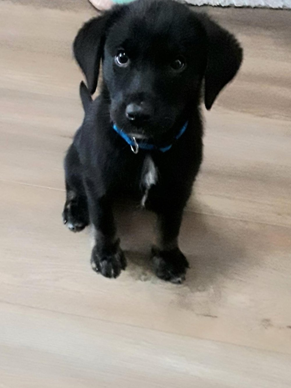 Our Dogs — Mobile Mutts Rescue