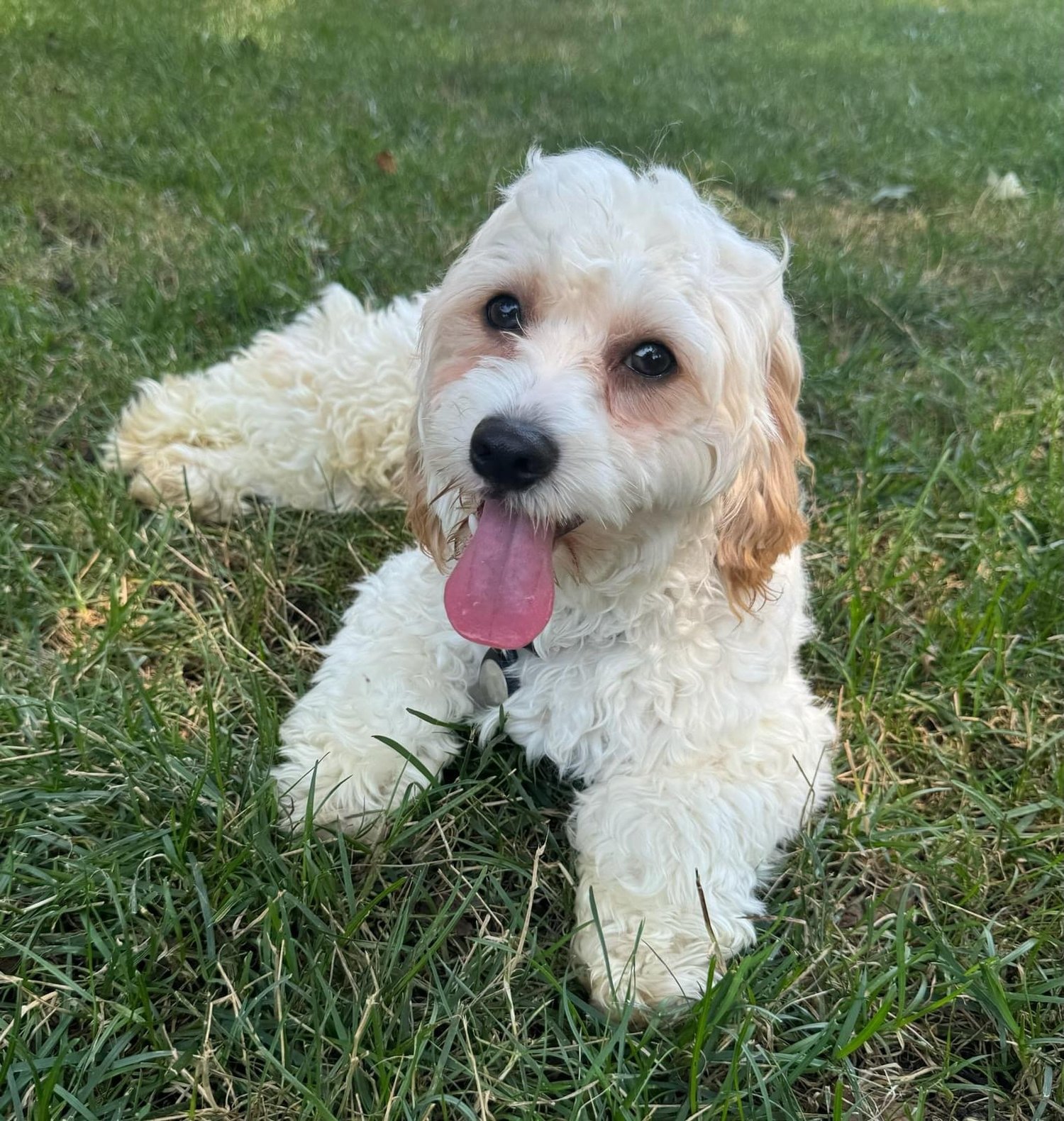 Our Dogs — Mobile Mutts Rescue