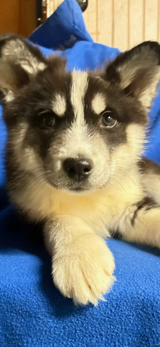 Close-up of a Siberian Husky puppy lying on a blue blanket, with a mix of black, white, and gray fur.