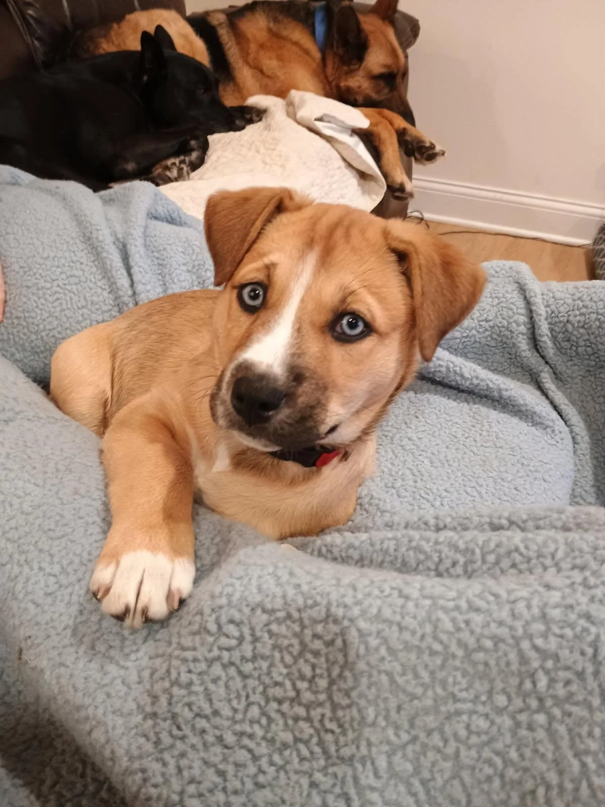 Close-up of a cute puppy with blue eyes lying on a gray fleece blanket, with other dogs resting behind it.
