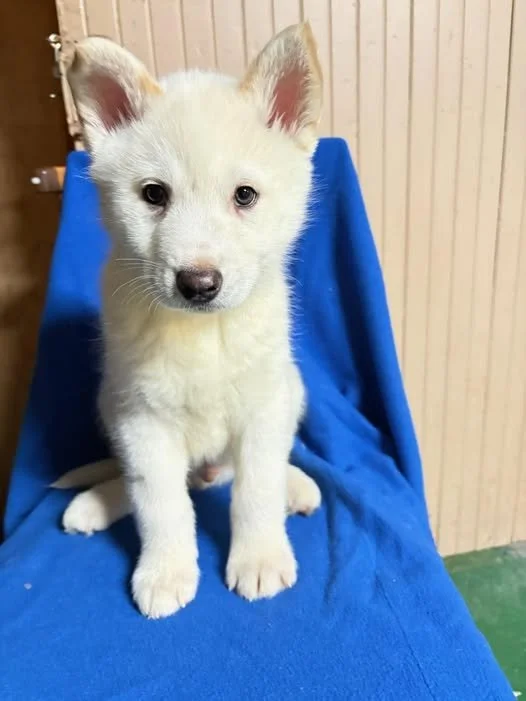 A photo of a white puppy with blue eyes sitting on a blue blanket.