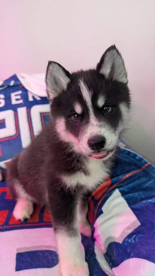 A cute black and white Siberian Husky puppy with blue eyes sitting on a blanket with a person, tongue slightly out, ears perked up.