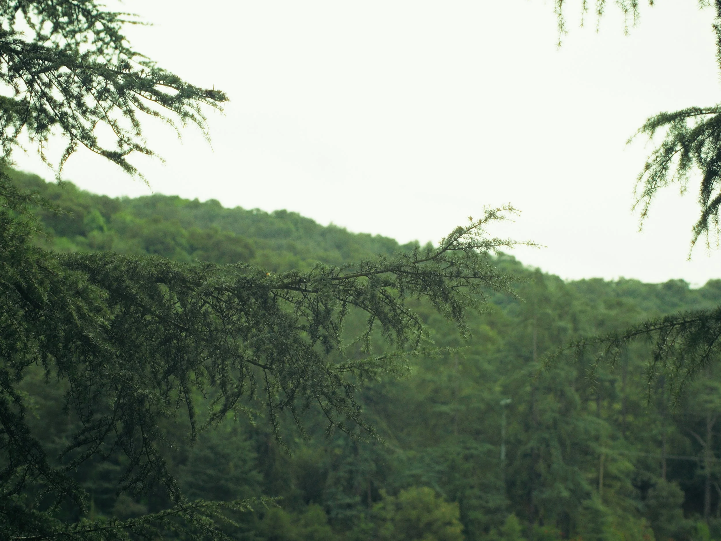 Still 2026-02-09 163743_1.13.1.jpg