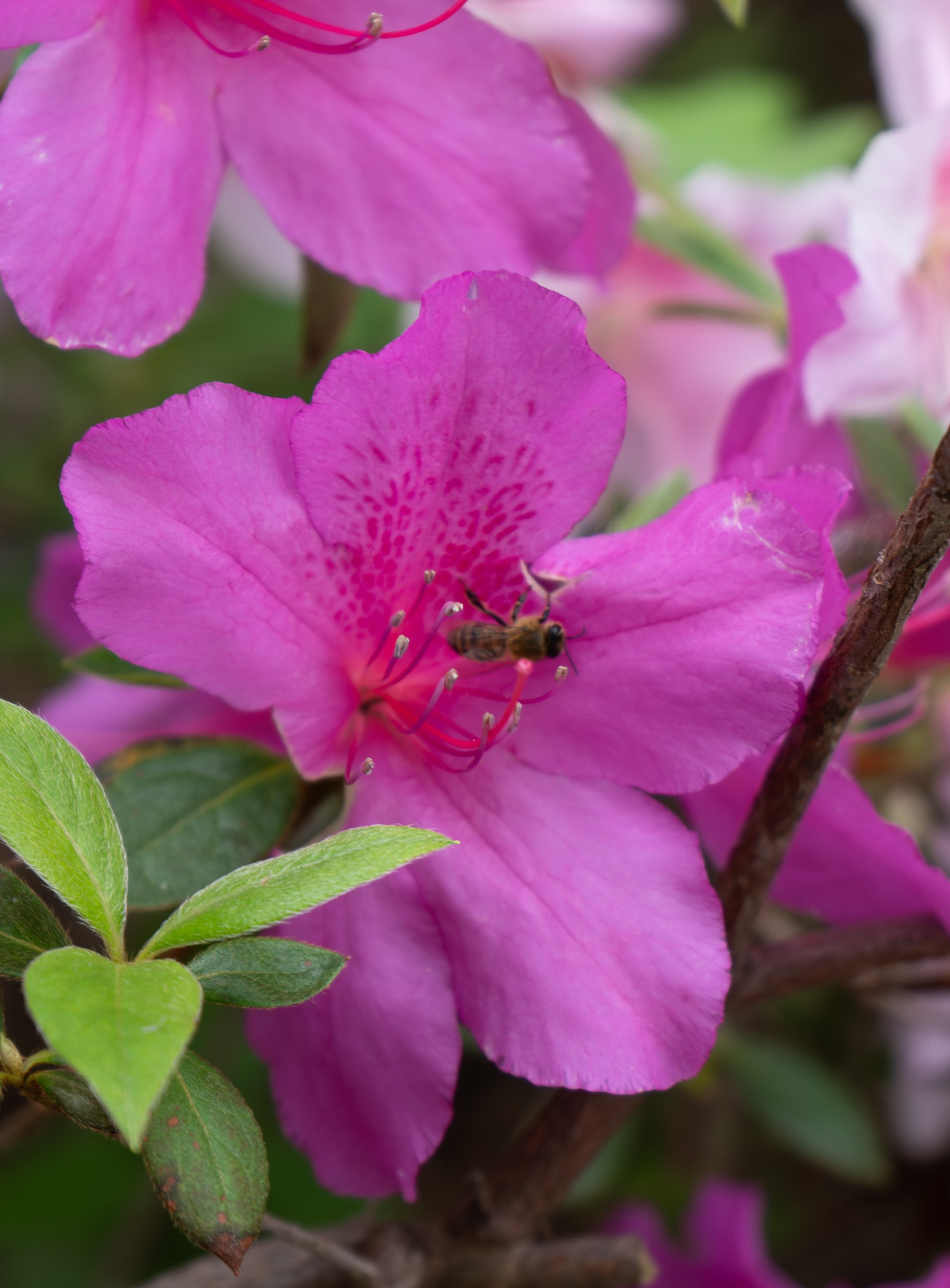 Holly-Heines-Photography-Dallas-Botanical-Garden-07-CLOSEUP.jpg