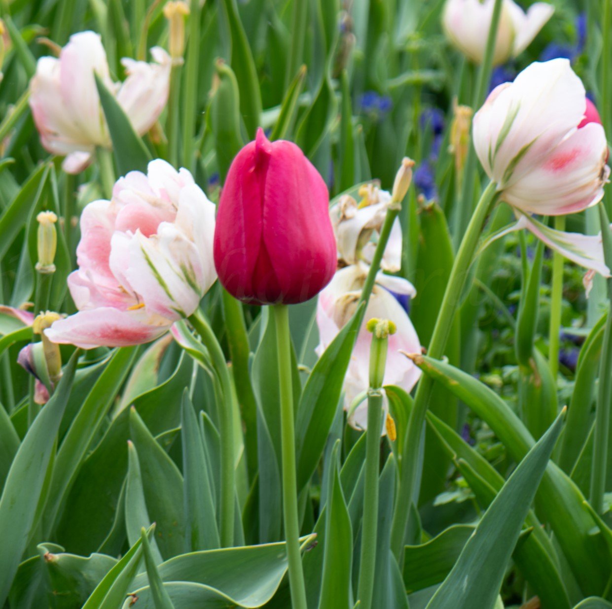 Holly-Heines-Photography-Dallas-Botanical-Garden-06-CLOSEUP.jpg