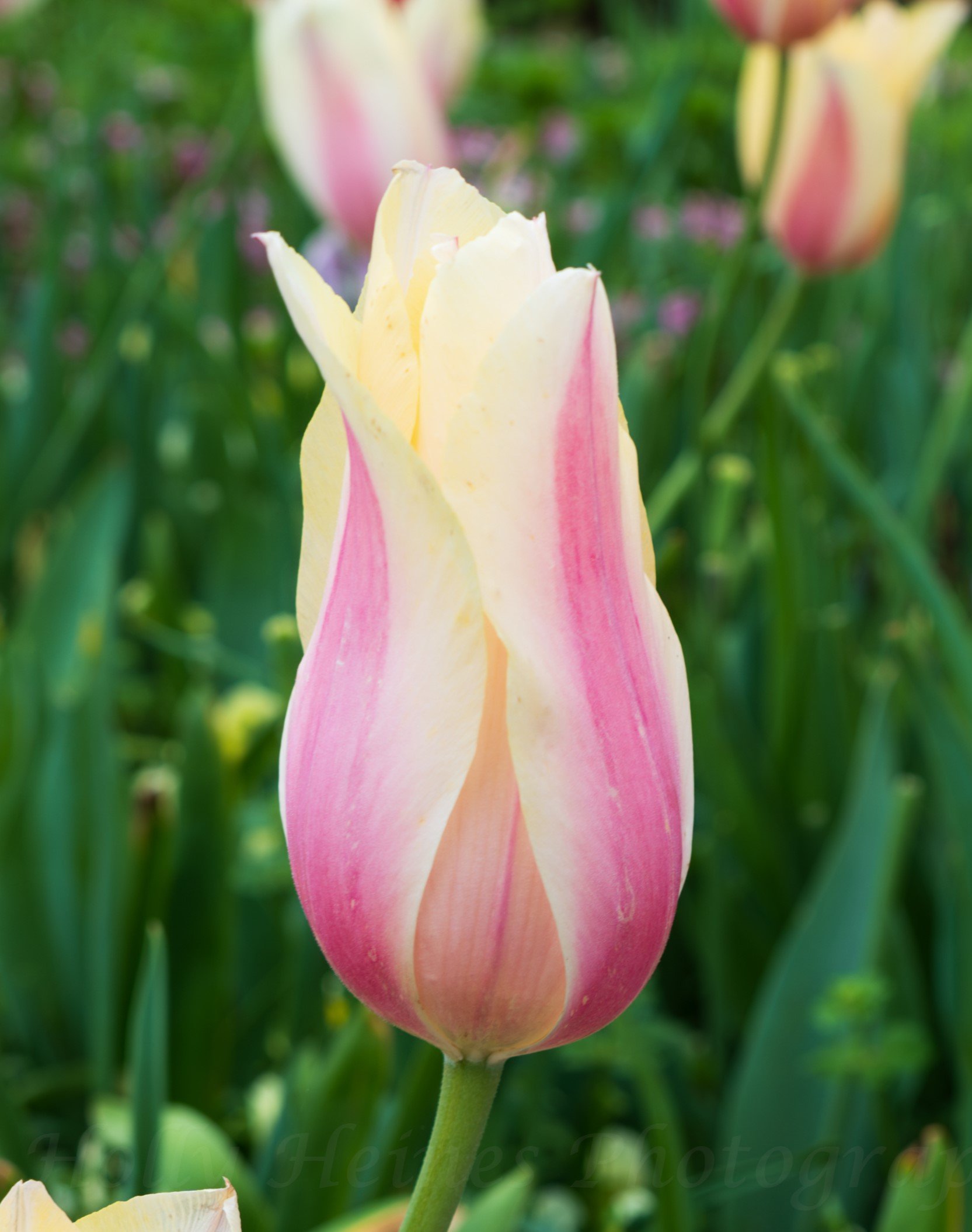 Holly-Heines-Photography-Dallas-Botanical-Garden-01-CLOSEUP.jpg
