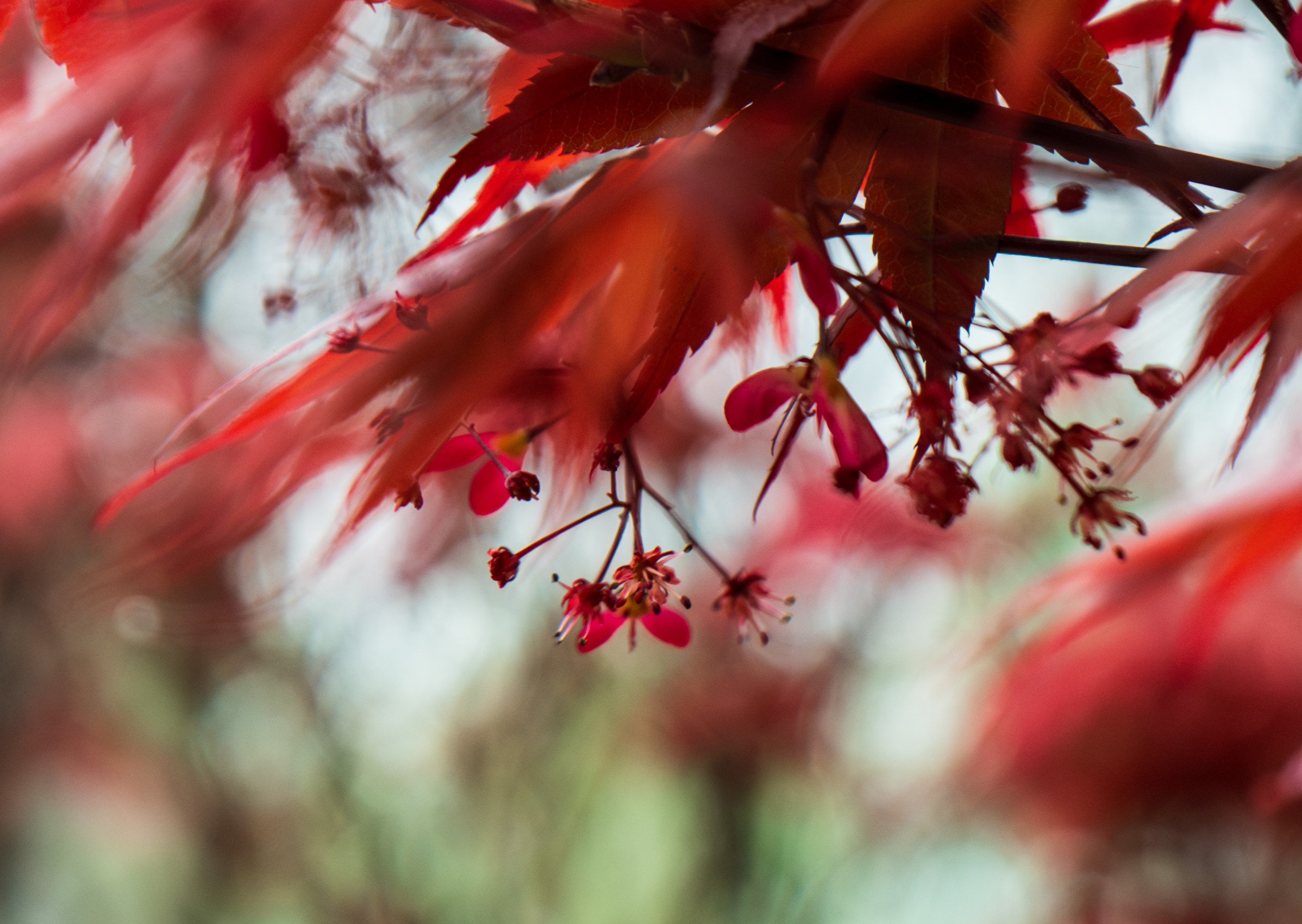 Holly-Heines-Photography-Dallas-Botanical-Garden-05-CLOSEUP.jpg