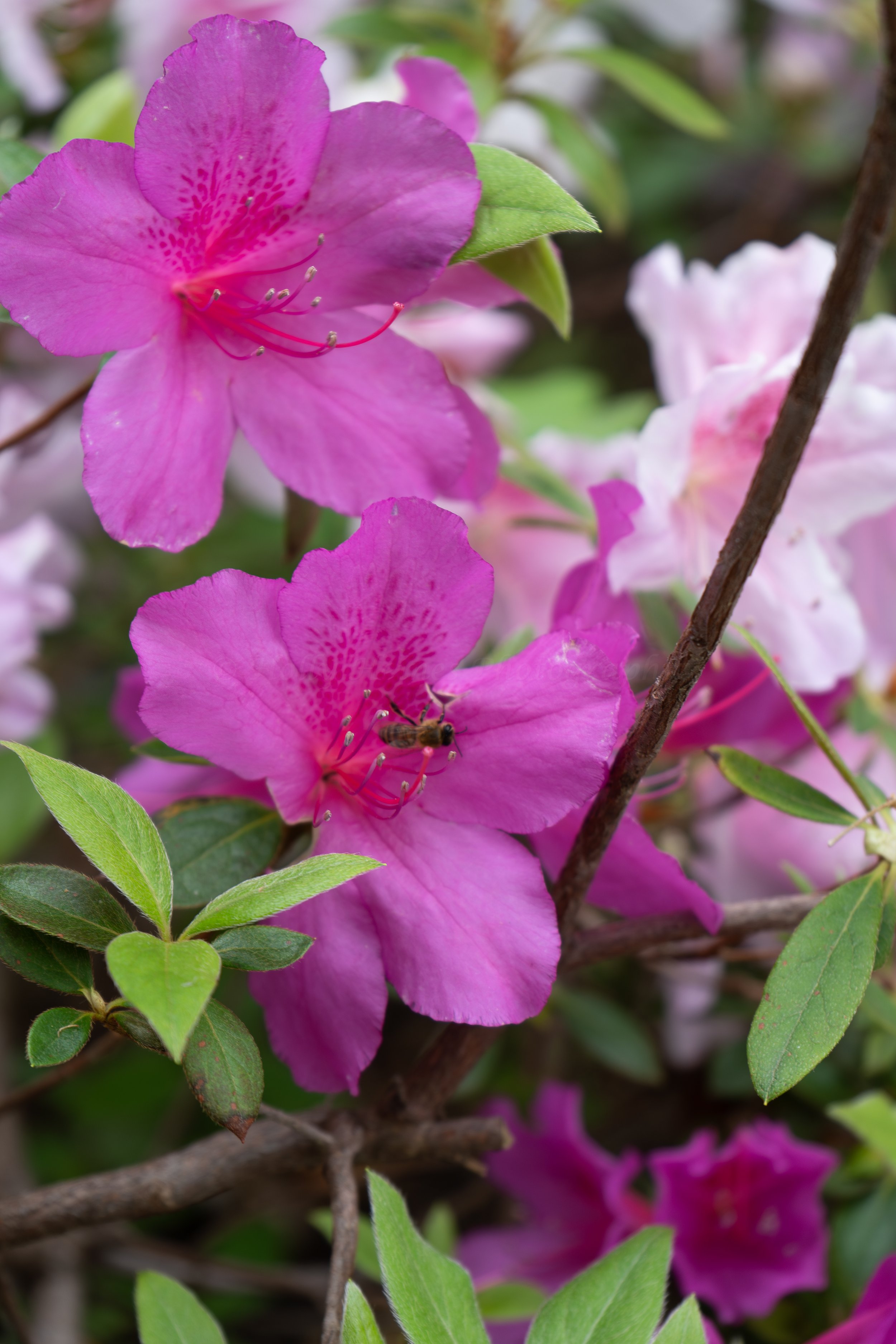 Holly-Heines-Photography-Dallas-Botanical-Garden-07-WATERMARK.jpg