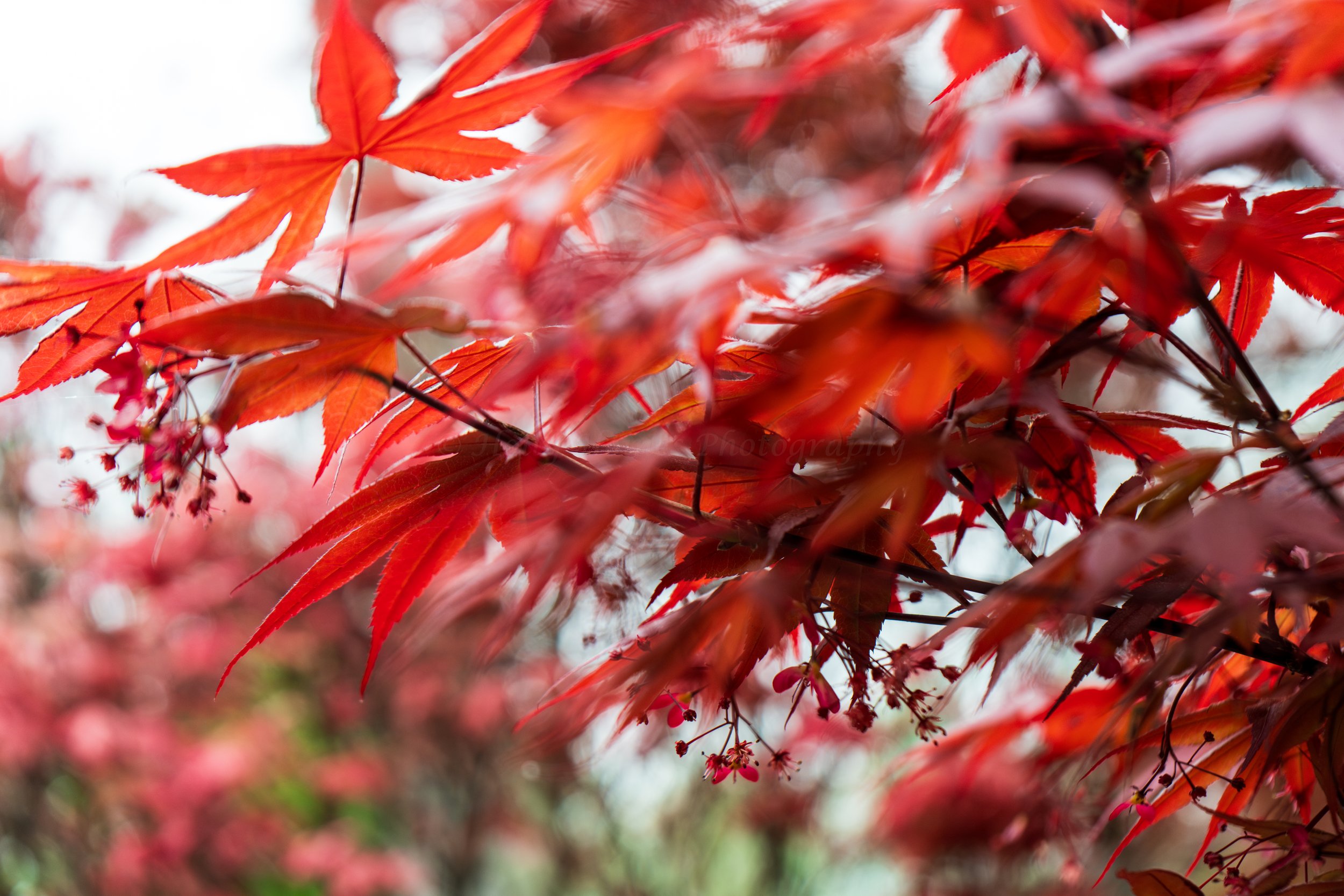 Holly-Heines-Photography-Dallas-Botanical-Garden-05-WATERMARK.jpg