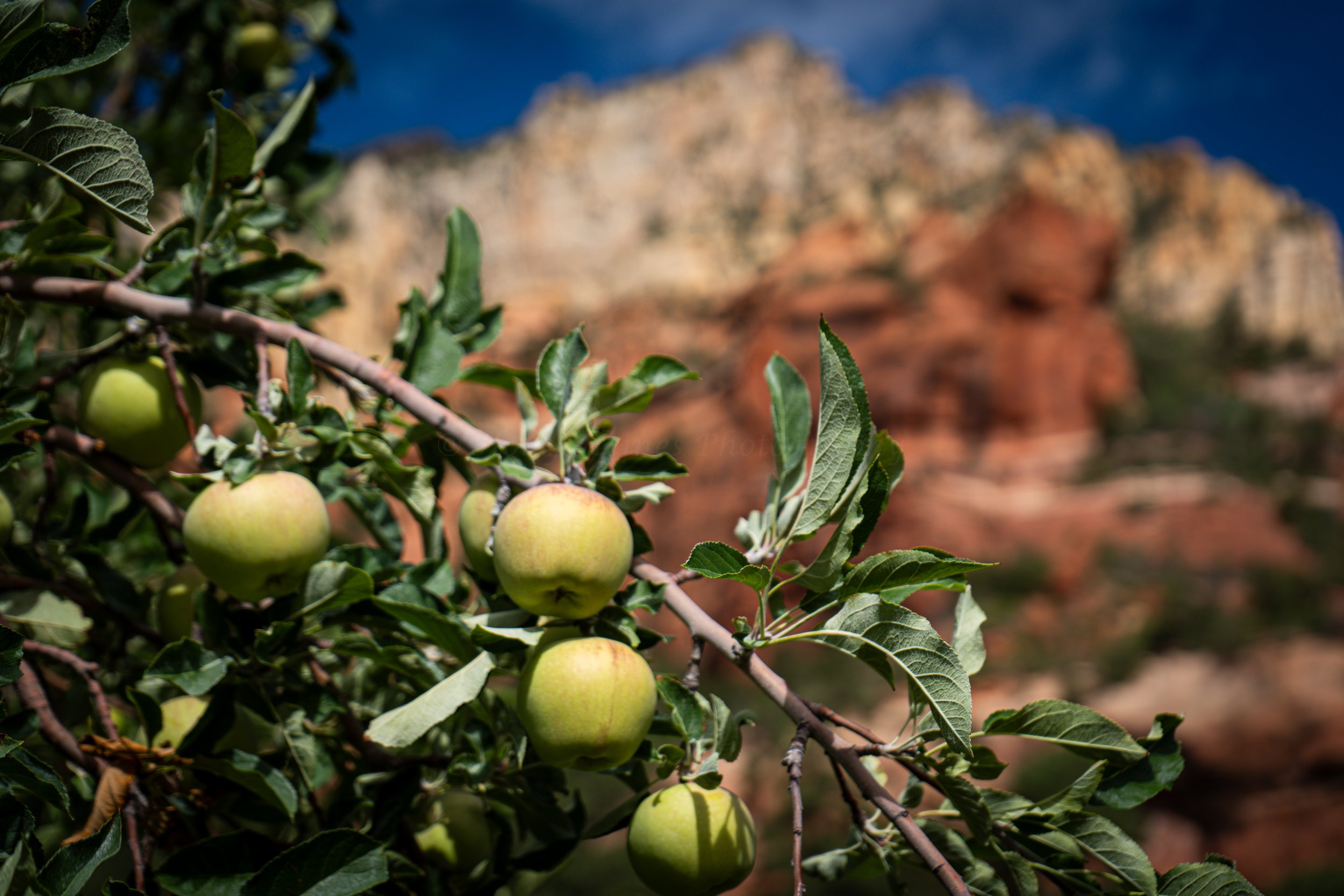 Holly-Heines-Photography-Sedona-Fall-2023-04-WATERMARK.jpg
