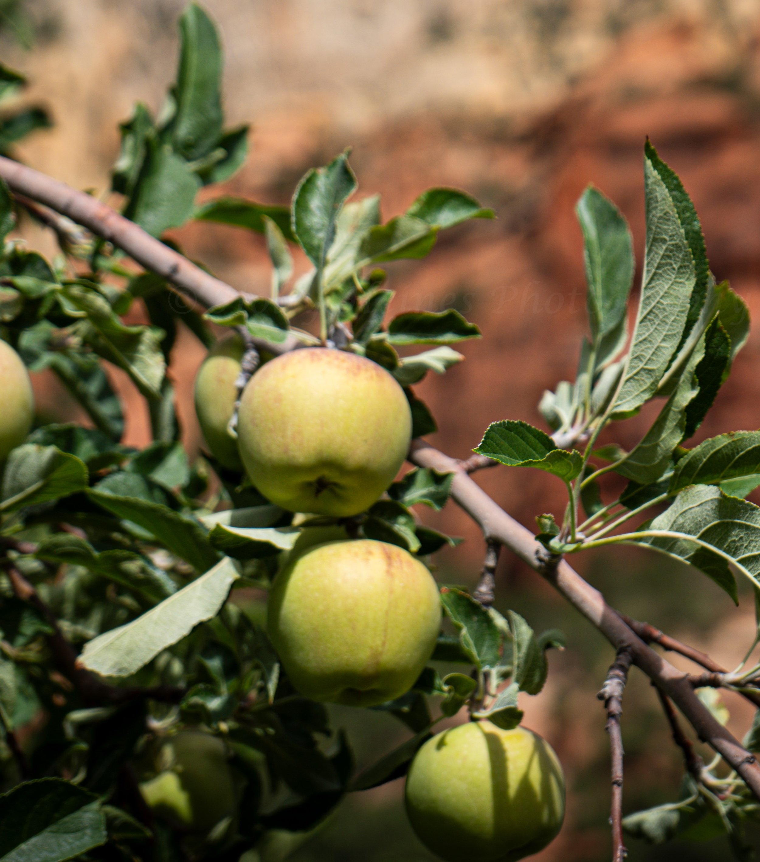 Holly-Heines-Photography-Sedona-Fall-2023-04-CLOSEUP.jpg