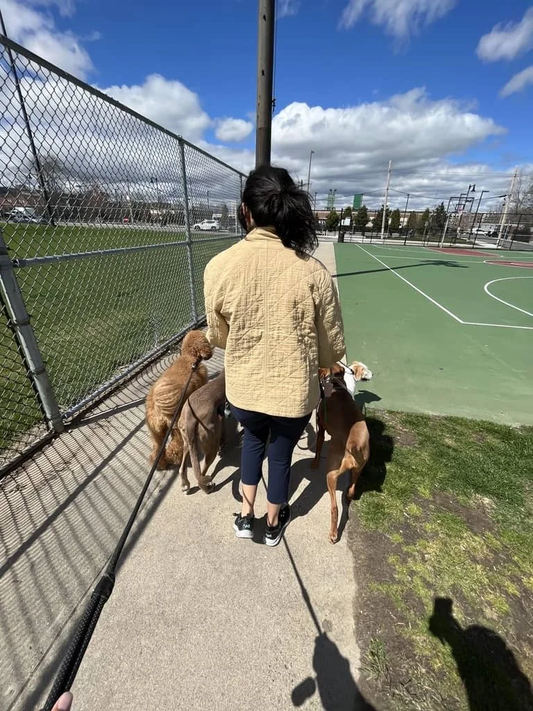 A person walking three dogs on leashes along a sidewalk near a fenced sports court outdoors, with trees, buildings, and a partly cloudy sky in the background.