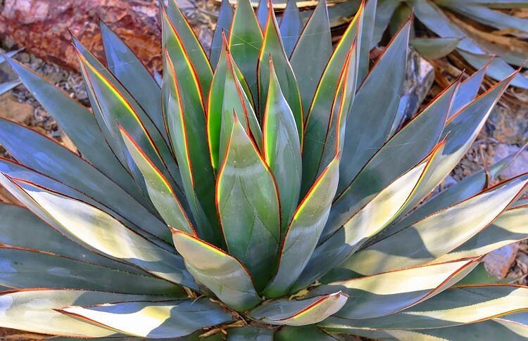 Agave+Blue+Glow6.jpg