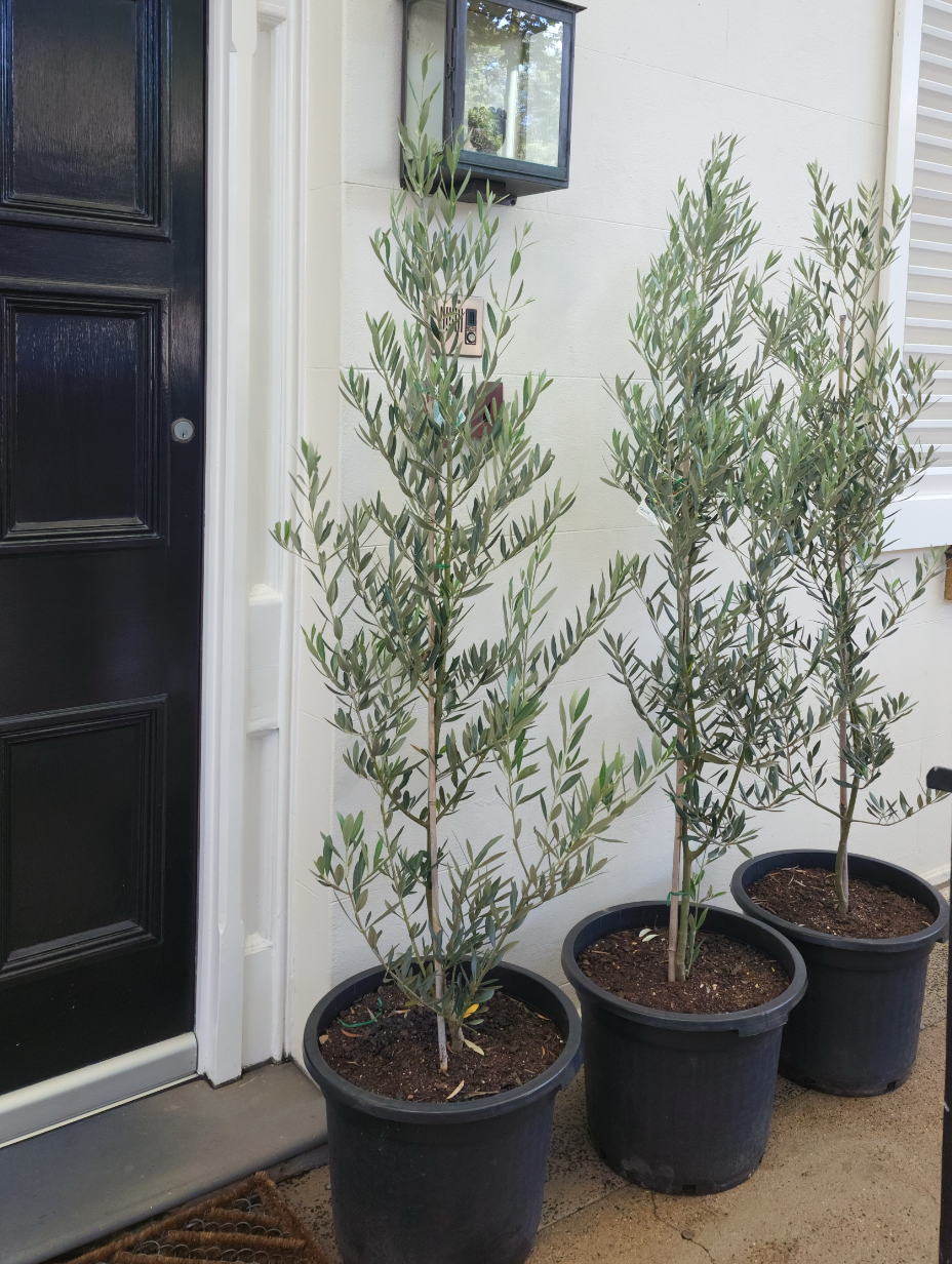 olive-tree-sydney-axis-trees-3.png